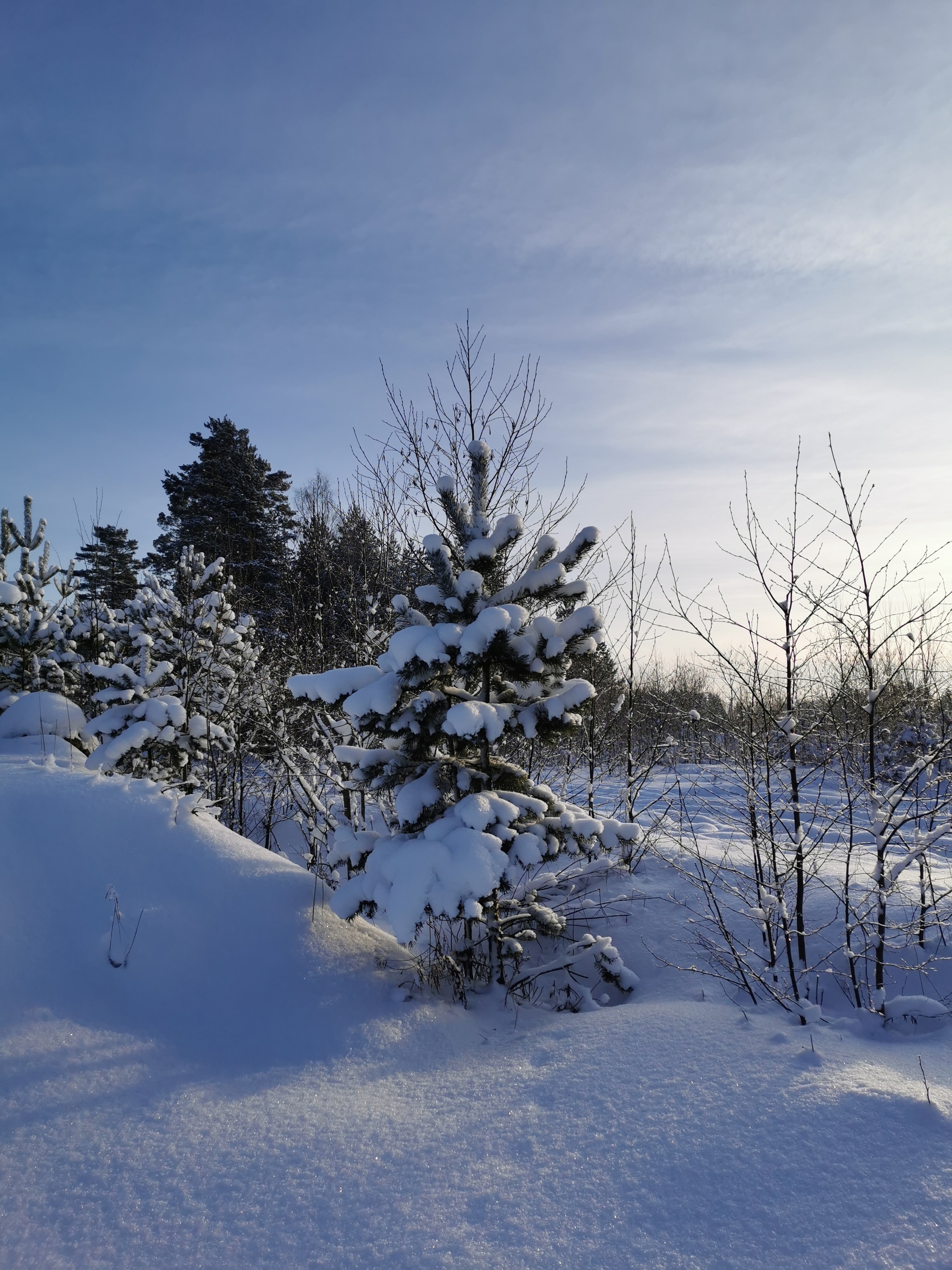 Winter's Tale - My, Longpost, Hike, Forest, Toksovo, Leningrad region, Kavgolovo, Winter, Saint Petersburg