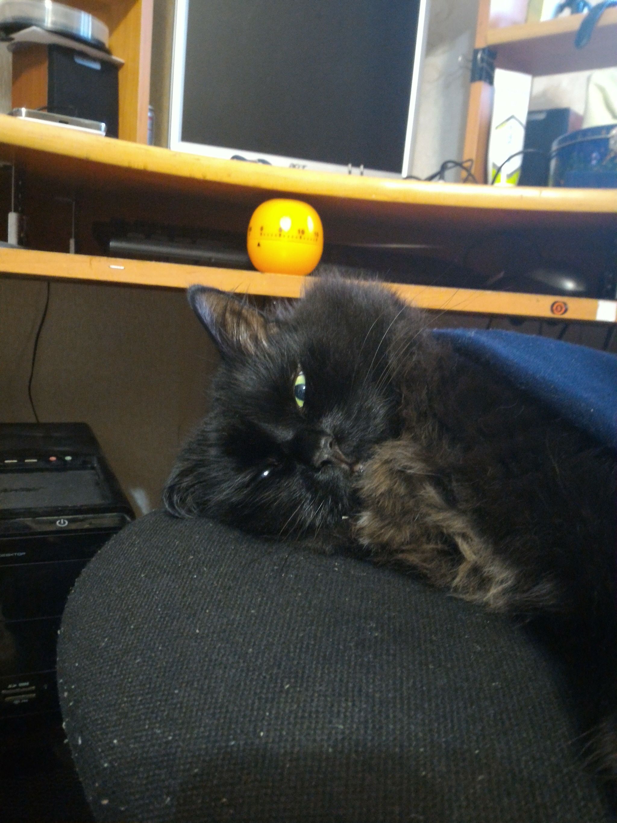 RIP - My, Black cat, Sadness, Longpost, No rating, cat, Death