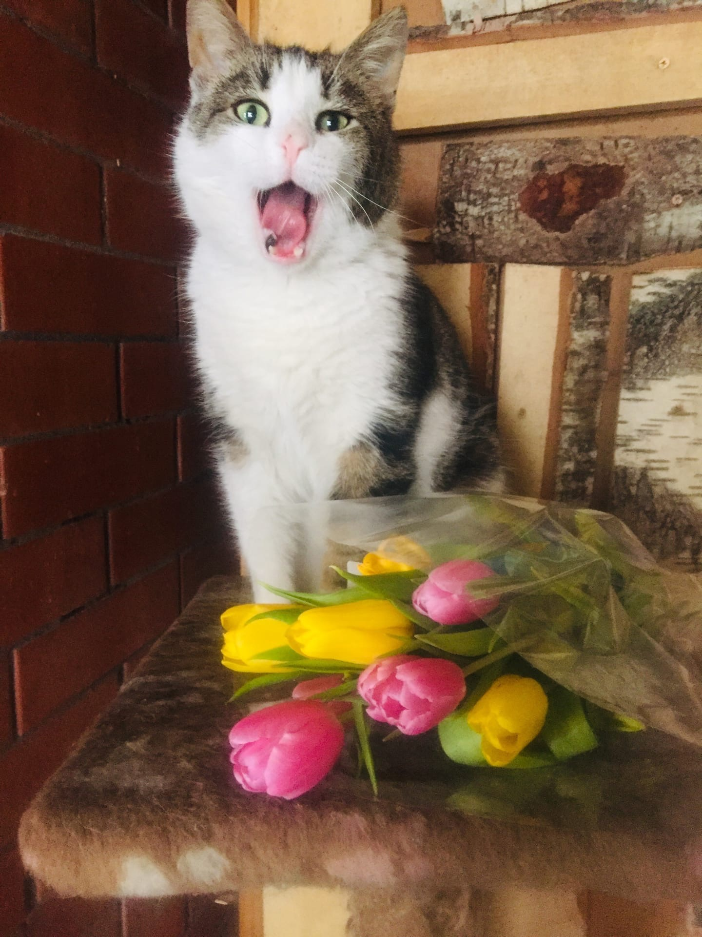 Happy March 8, dears! Congratulations to our most photogenic cat Vasily - My, cat, March 8 - International Women's Day, Congratulation, Women, Longpost