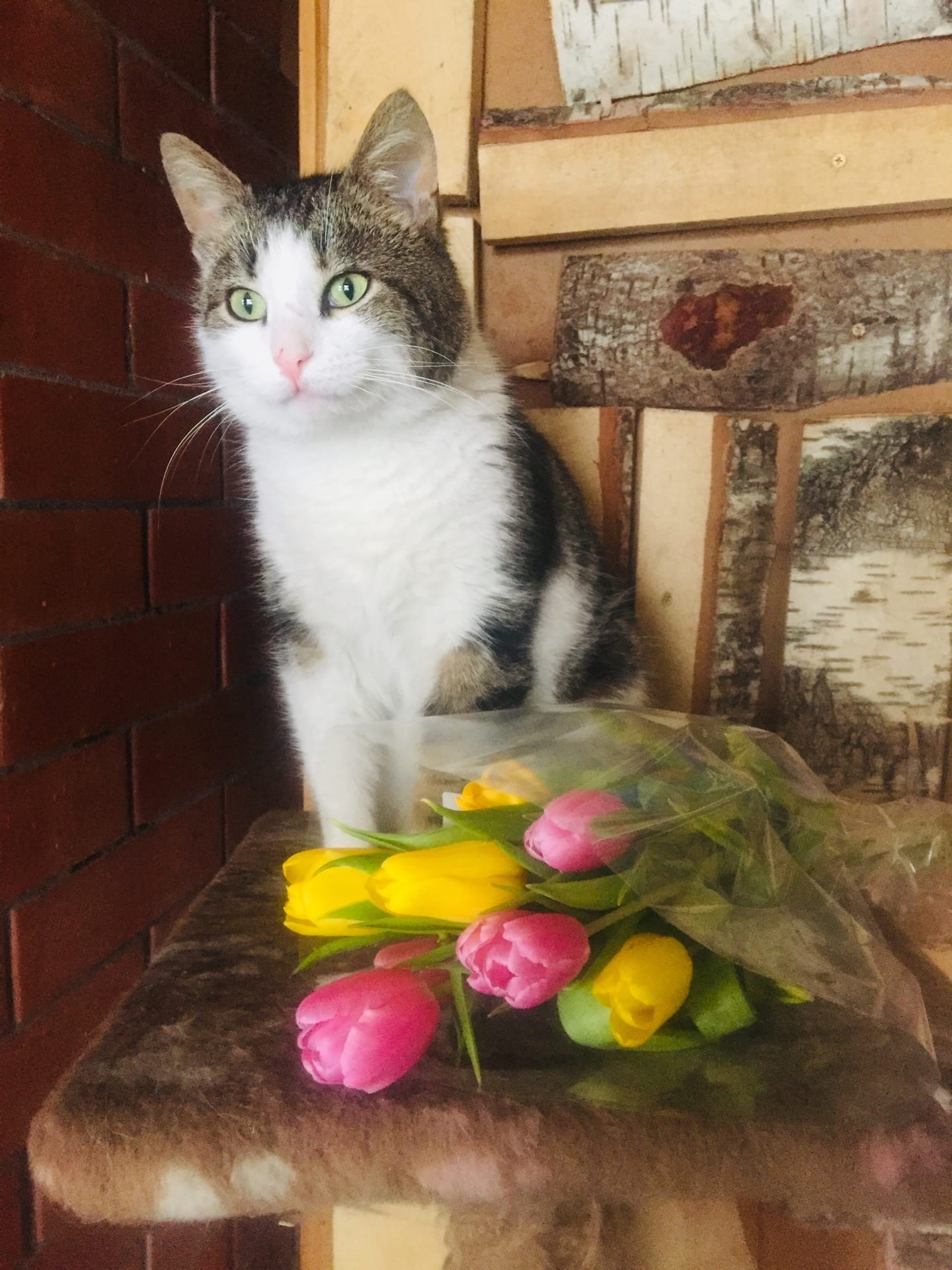 Happy March 8, dears! Congratulations to our most photogenic cat Vasily - My, cat, March 8 - International Women's Day, Congratulation, Women, Longpost