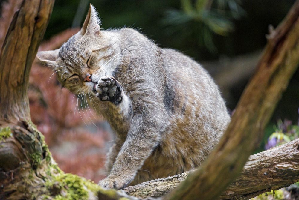 Лесные кошки - Лесной кот, Малые кошки, Животные, Зоопарк, Длиннопост, Фотография