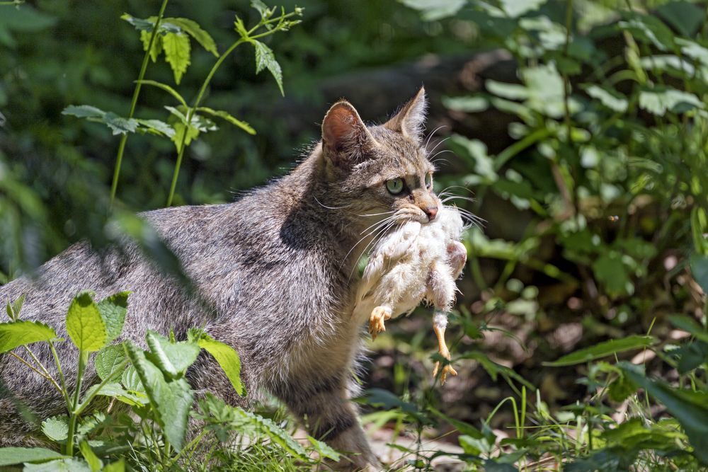 Лесные кошки - Лесной кот, Малые кошки, Животные, Зоопарк, Длиннопост, Фотография