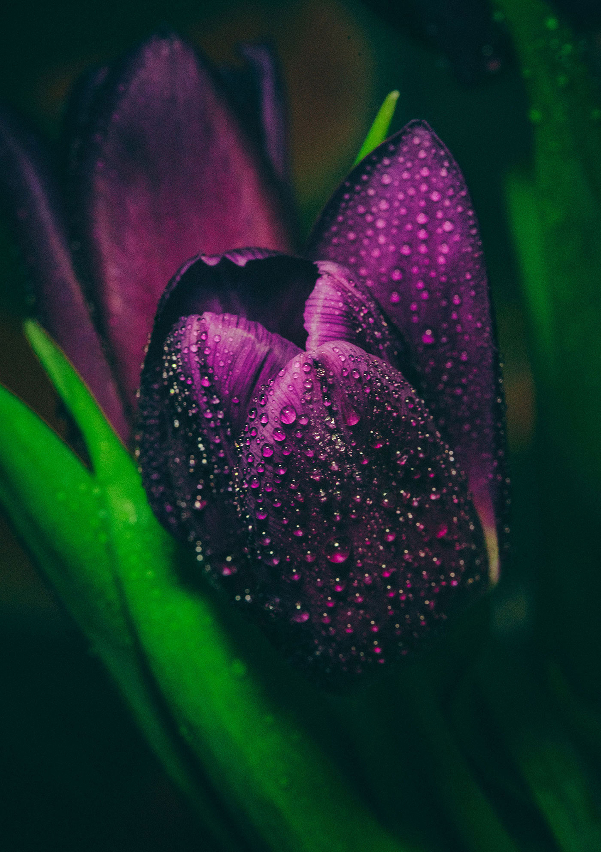 Happy holiday, ladies! - My, Flowers, Tulips, The photo, March 8 - International Women's Day, Macro photography