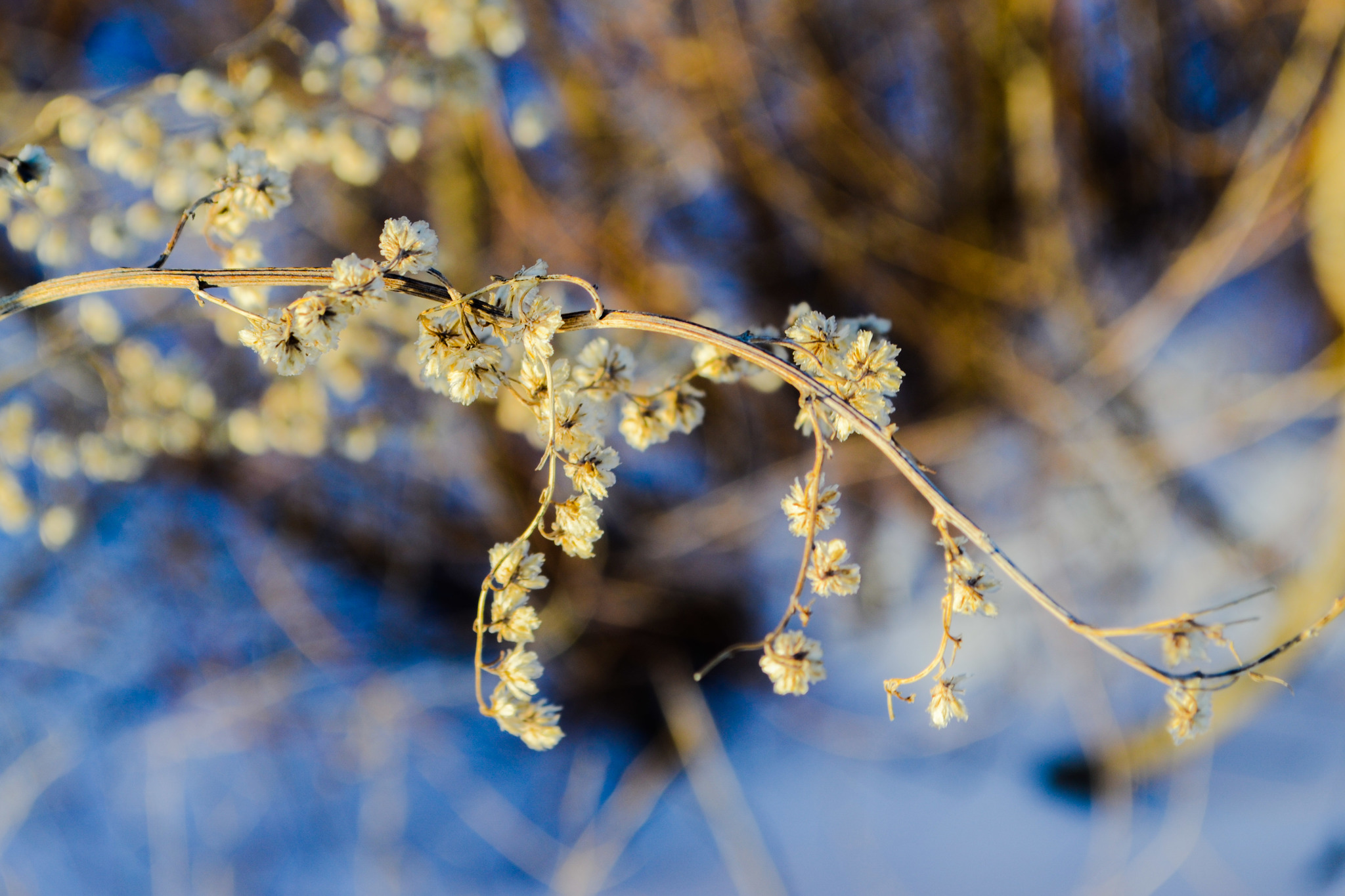 Soft light... - My, Nikon d3100, The sun, Softness, Walk, Longpost