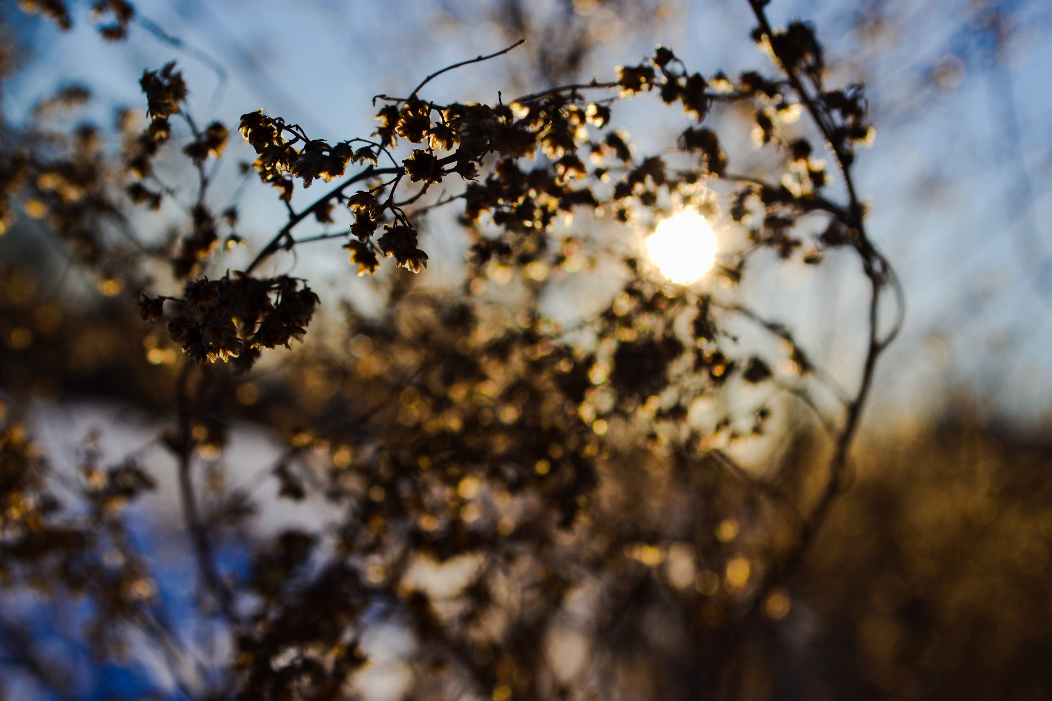 Soft light... - My, Nikon d3100, The sun, Softness, Walk, Longpost