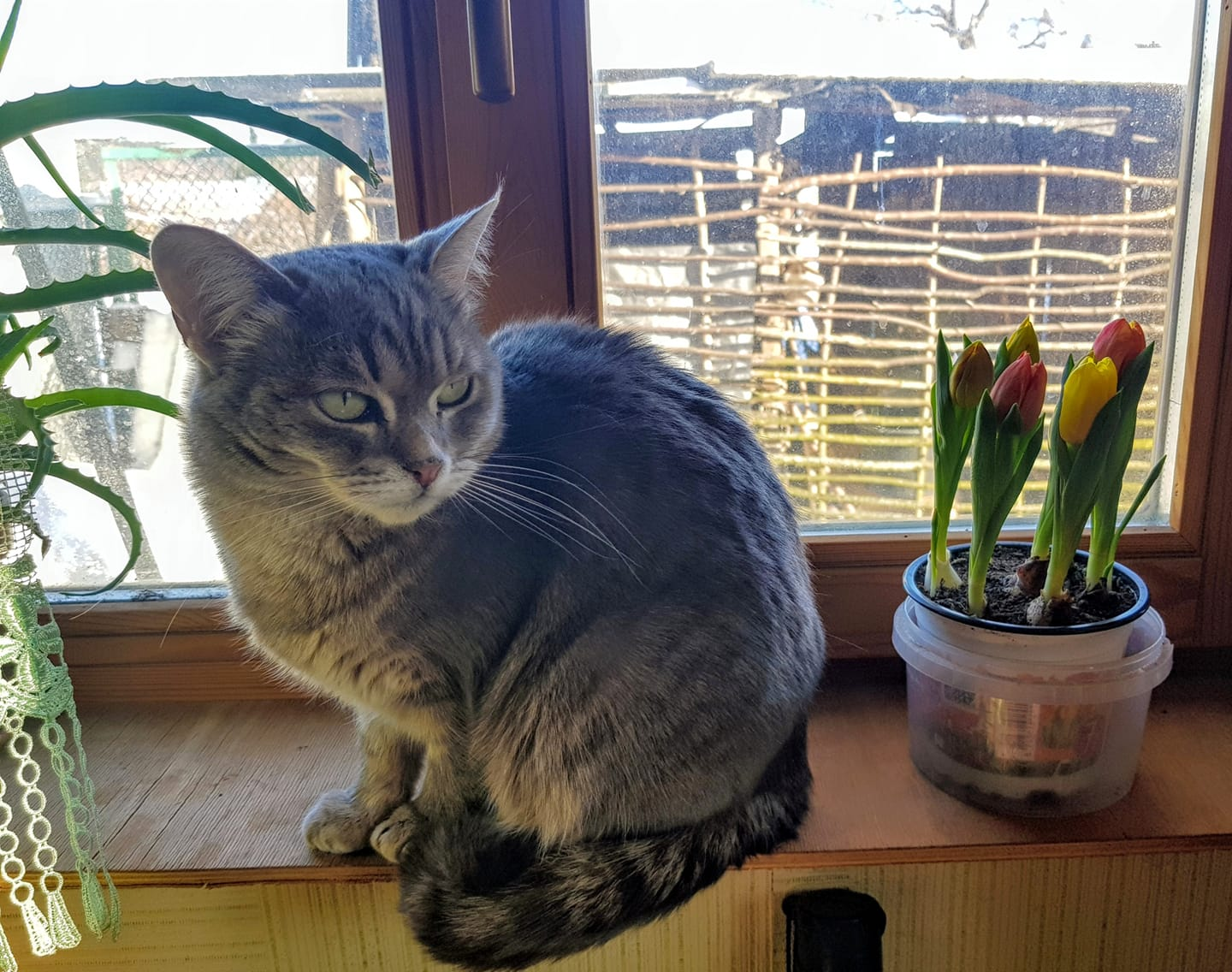 Oh, these are tulips for me?! - cat, March 8 - International Women's Day, Tulips