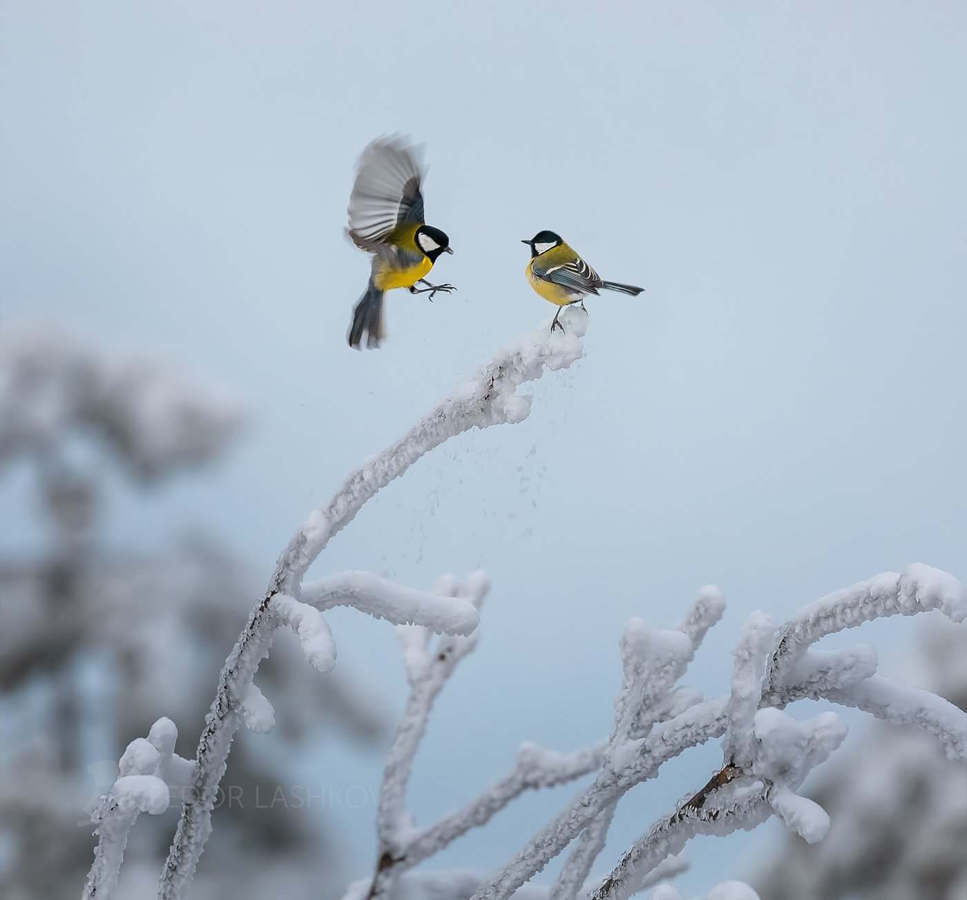 Занято! - Птицы, Синица, Зима, Иней, Ставропольский край, The National Geographic, Фотография, Занято