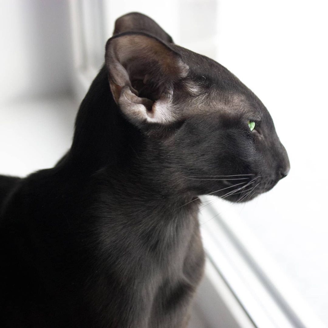 Proud Profile - My, cat, Kittens, Black cat, Oriental cats, Milota, Pets