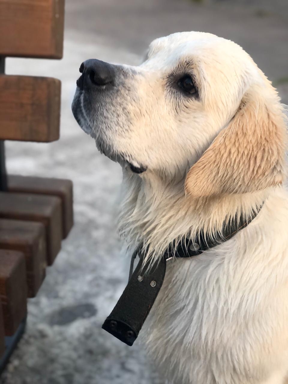 Golden retriever - My, Golden retriever, Dog, Longpost