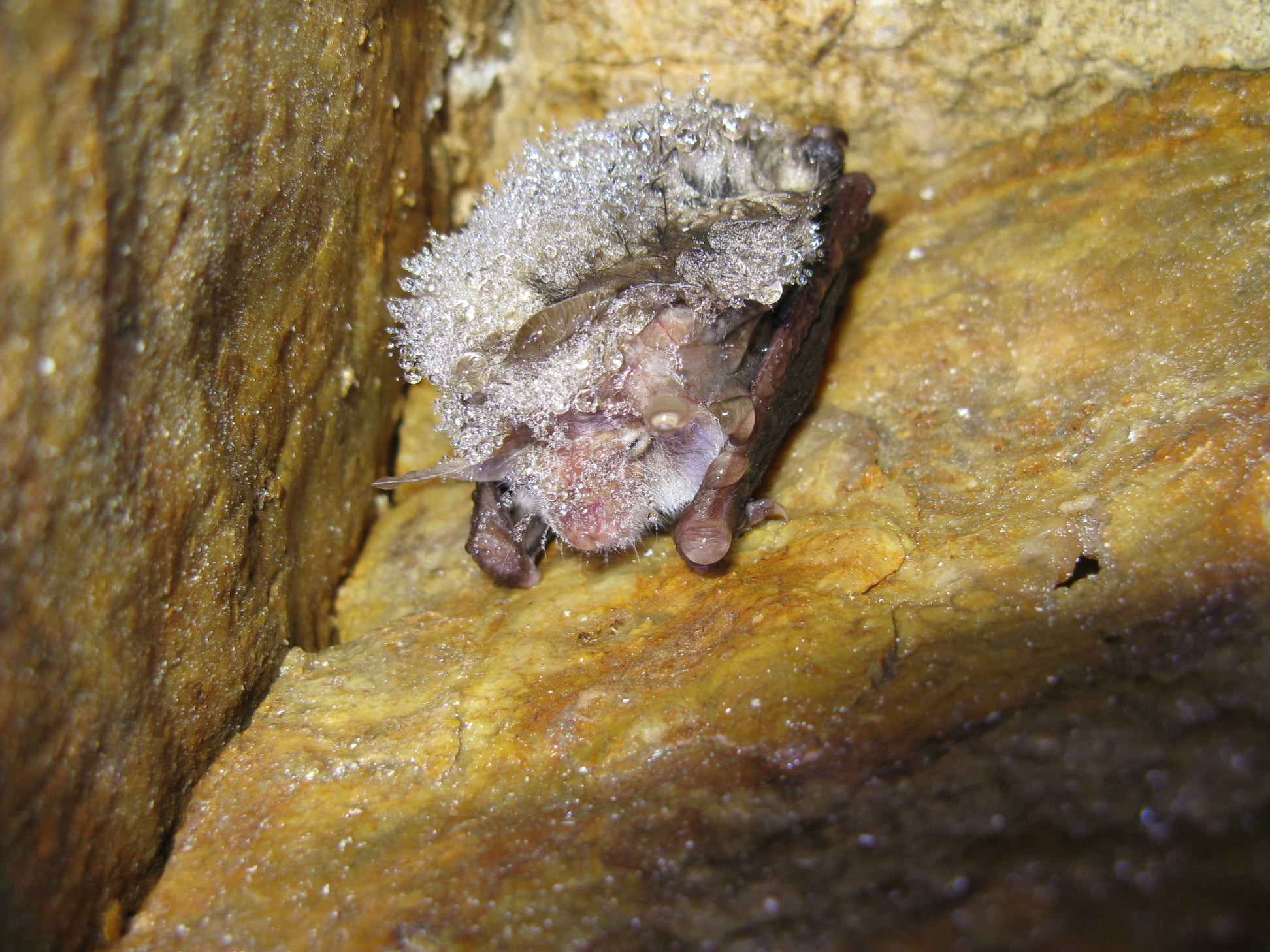 Bats began to wake up in caves in the Tver region - Bat, Tver, Spring, The photo, Longpost