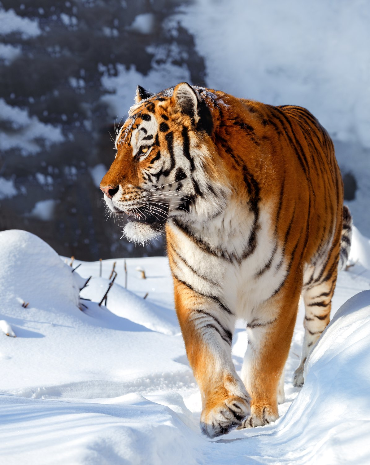 Beauty and power - Tiger, Amur tiger, Big cats, Wild animals, The national geographic, The photo, Animals, Predator, Winter, Snow, Nature, Bogdanov Oleg