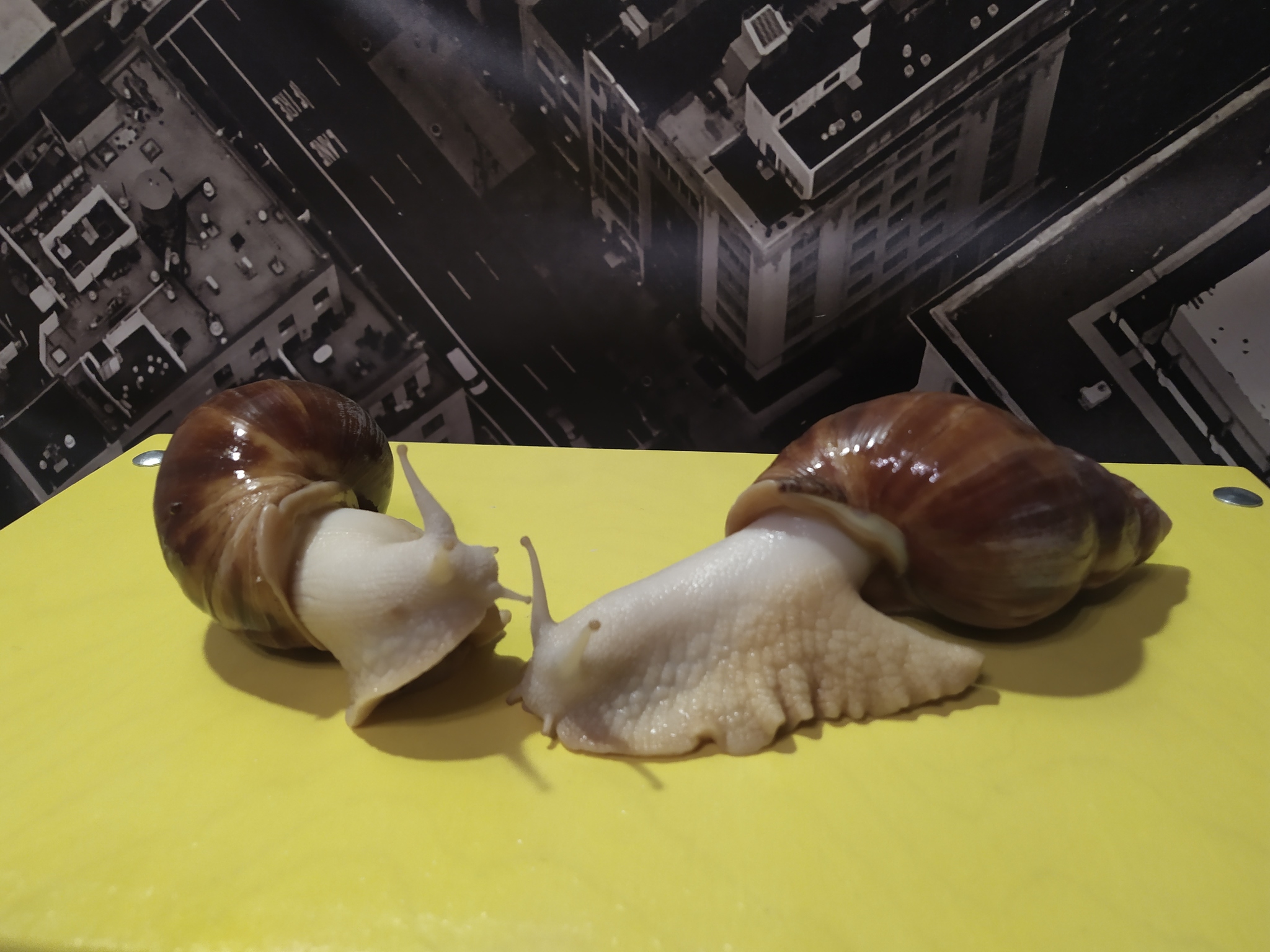 Snails - My, Snail, Pets, Nature, Longpost