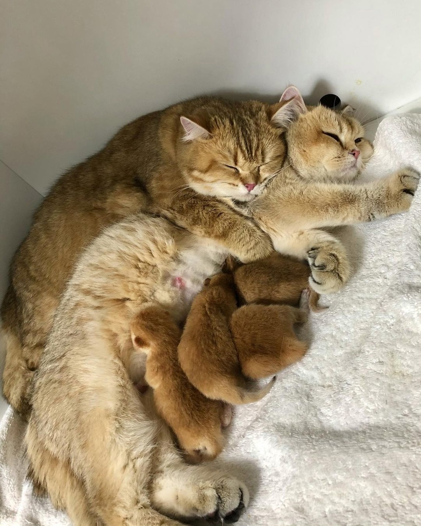 Cat family - cat, Kittens, Milota, British Golden Chinchilla