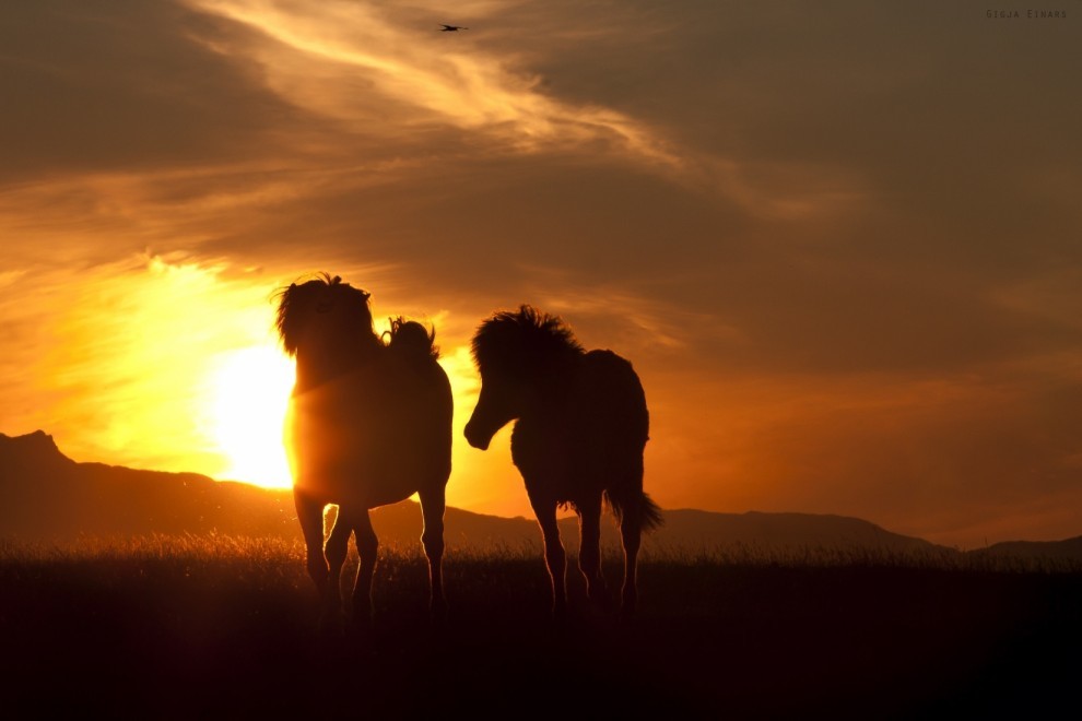 Icelandic horses (fotorelax.ru) - Iceland, Horses, The photo, Longpost