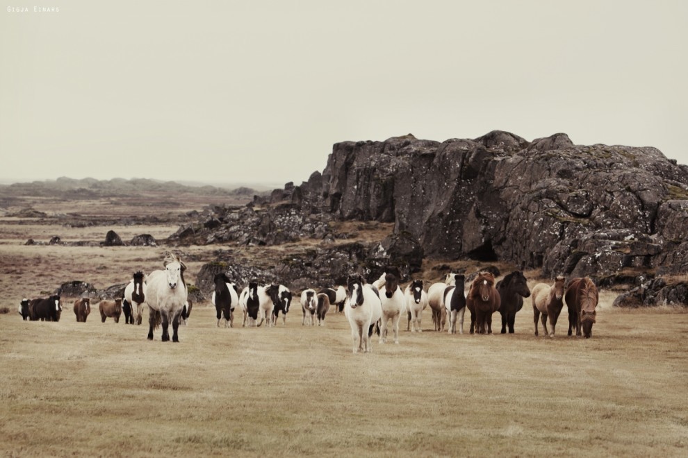 Icelandic horses (fotorelax.ru) - Iceland, Horses, The photo, Longpost