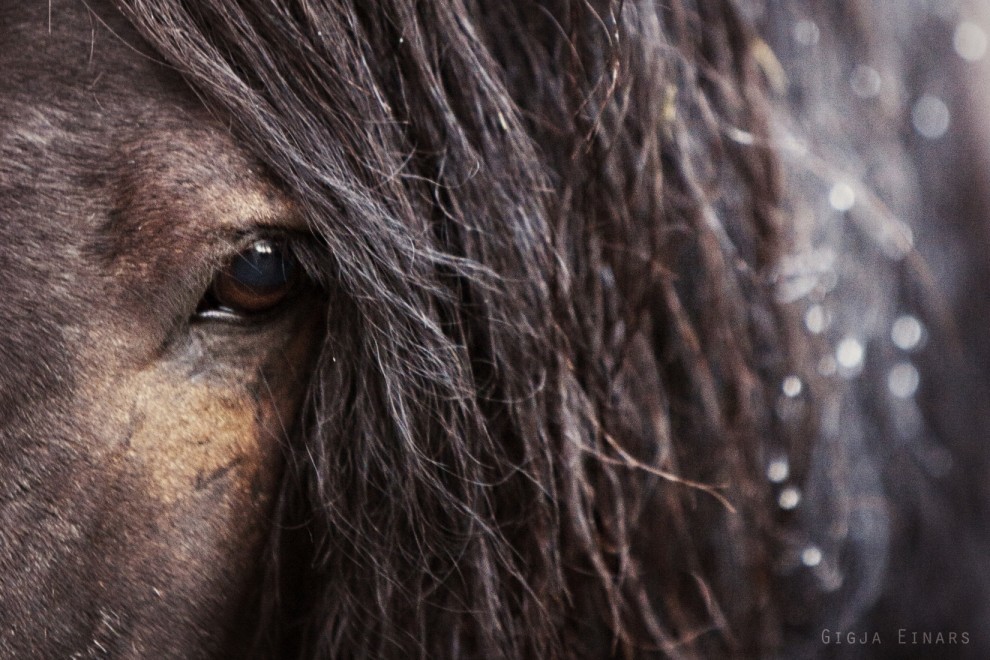 Icelandic horses (fotorelax.ru) - Iceland, Horses, The photo, Longpost