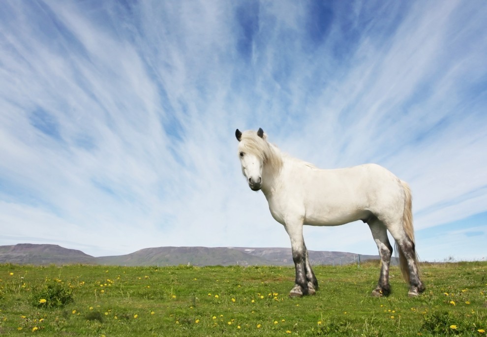 Icelandic horses (fotorelax.ru) - Iceland, Horses, The photo, Longpost