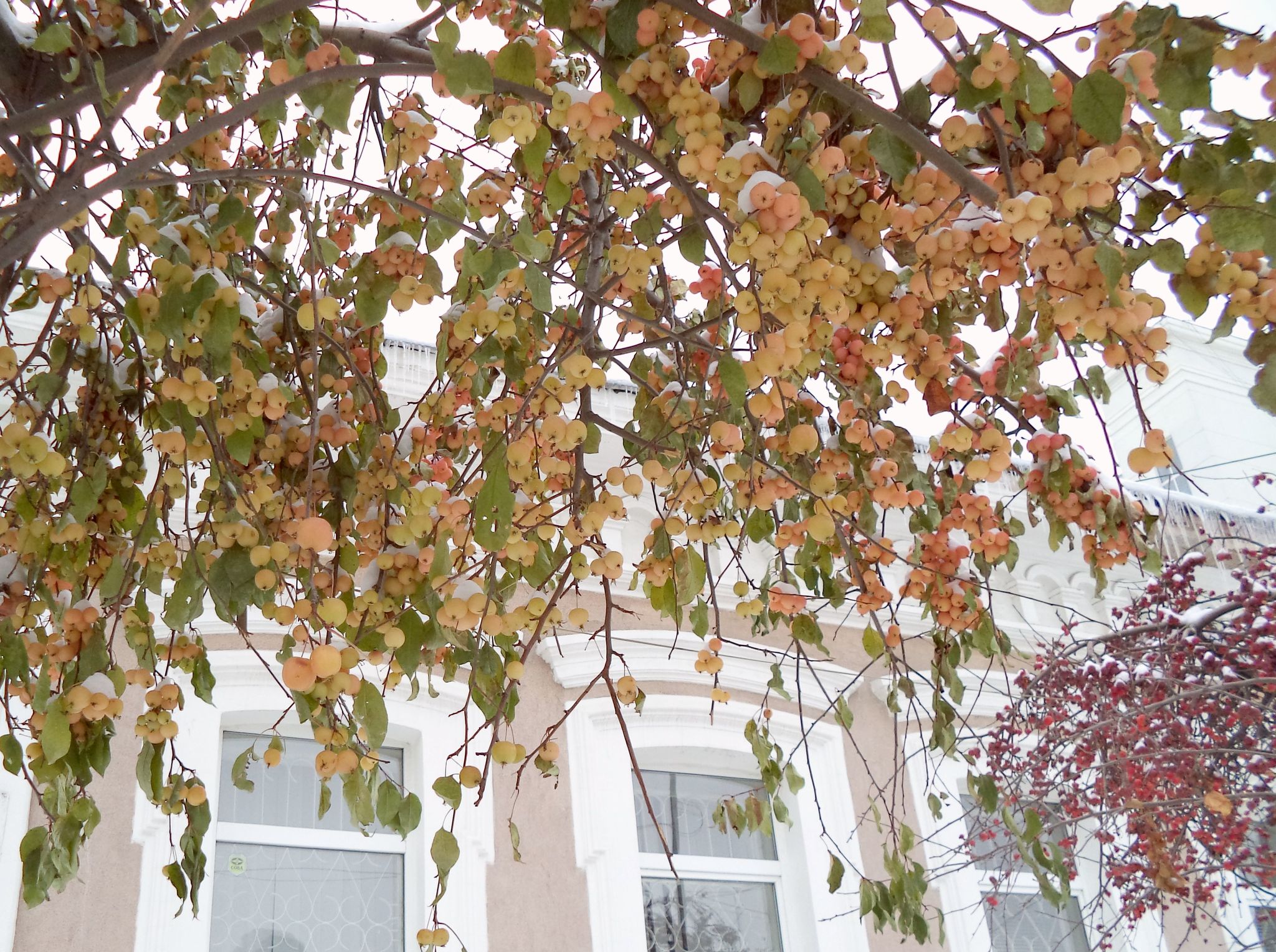 Apples in the snow - pink on white... - My, Apples, Apples in the snow, Snow, Pink, Nostalgia, Longpost