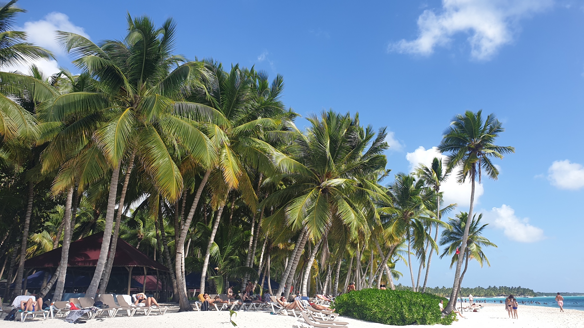 Animal life of the Dominican Republic - My, Vacation, Dominican Republic, cat, Birds, Coral, Palm trees, Longpost