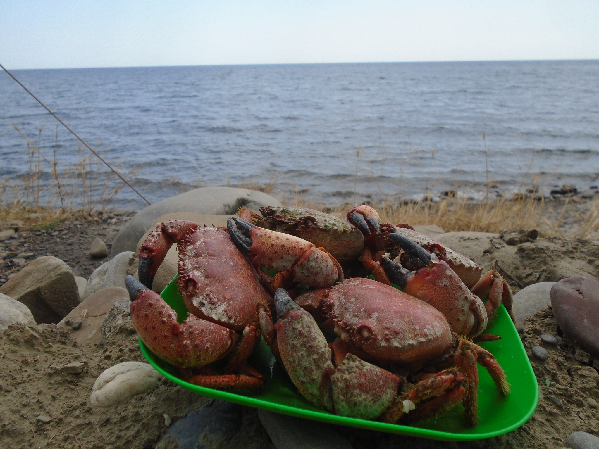 Инструкция подводного охотника. Часть 5 - Море, Черное море, Рыбалка, Подводная охота, Видео, Длиннопост, Отдых, Скат, Краб, Инструкция