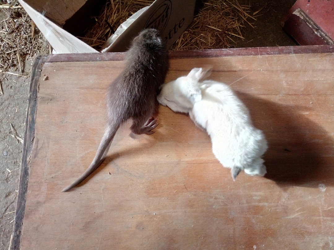 Puppies that aren't puppies - My, Nutria, Rabbit, Longpost, Animals