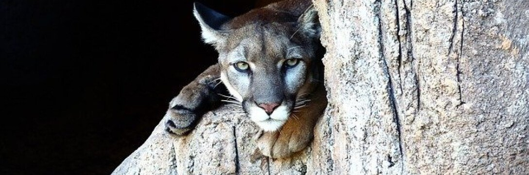 It's just that Canadian cats don't like dogs either... - Puma, Small cats, Wild animals, Killing an animal, Dog, Walking, Incident, Canada, British Columbia, Negative, North America, Town, Residential area