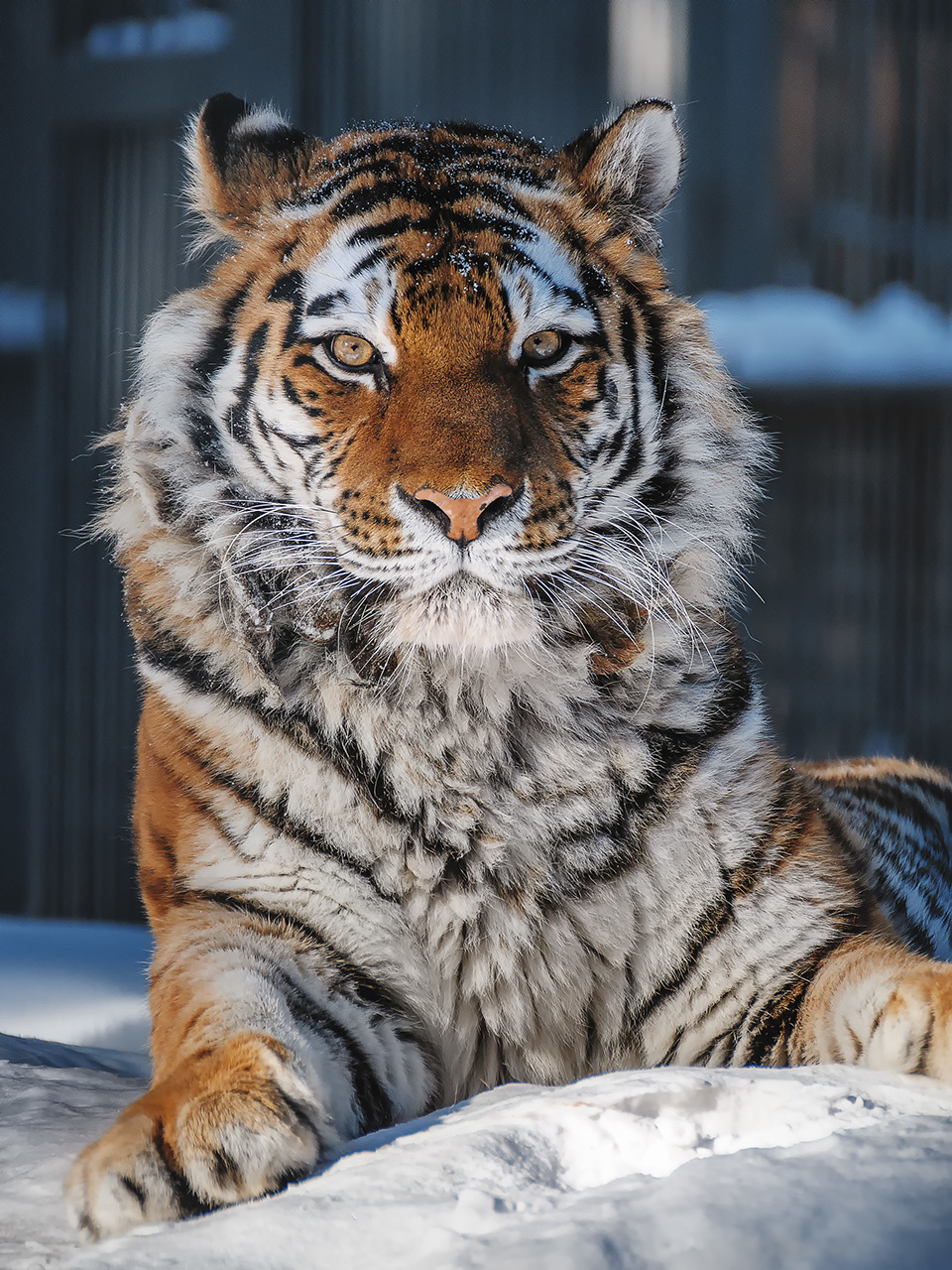 March cats - My, The photo, Animals, Zoo, Novosibirsk Zoo, Amur tiger, Snow Leopard, Far Eastern leopard, Lynx, Pallas' cat, Longpost