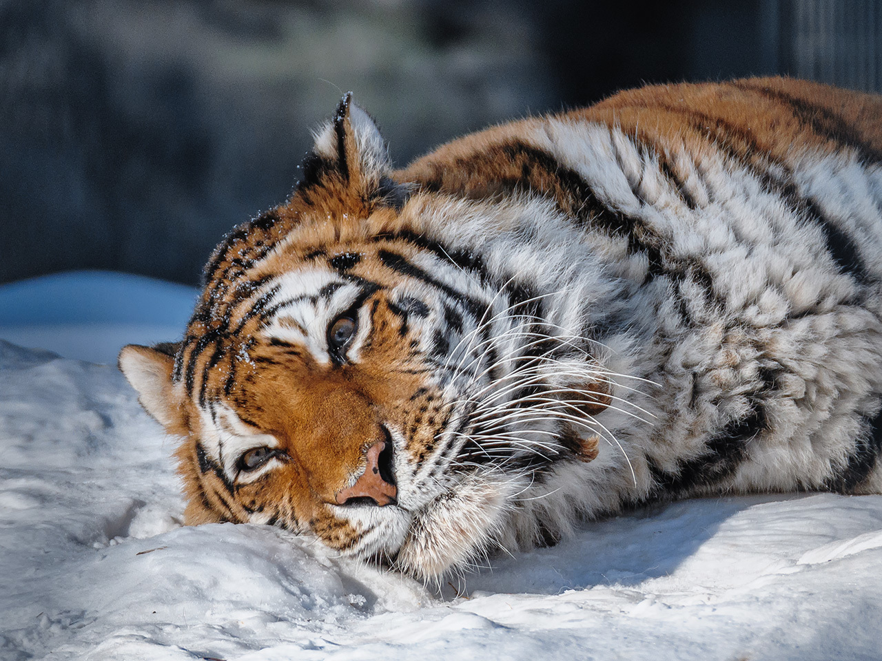 March cats - My, The photo, Animals, Zoo, Novosibirsk Zoo, Amur tiger, Snow Leopard, Far Eastern leopard, Lynx, Pallas' cat, Longpost