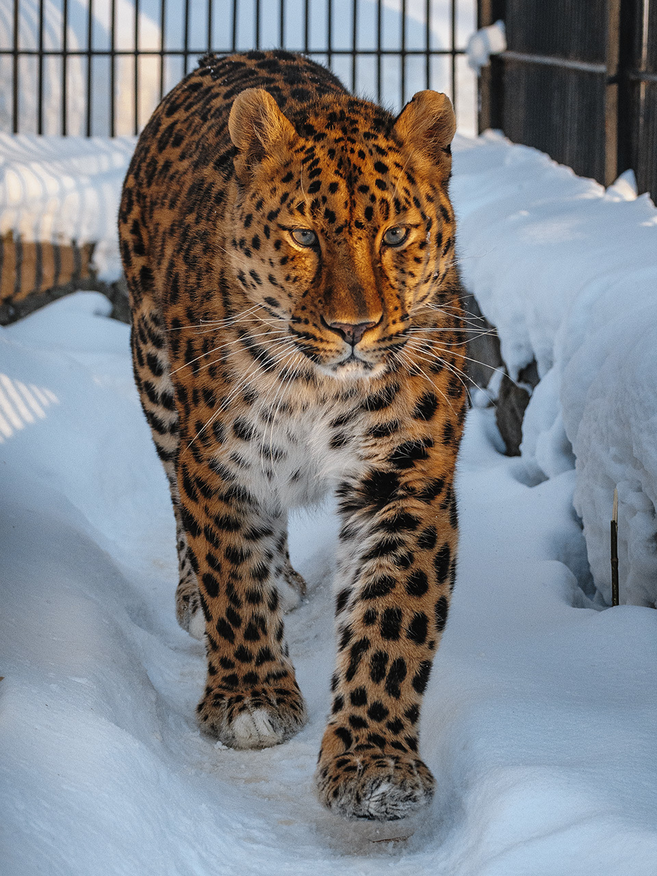 March cats - My, The photo, Animals, Zoo, Novosibirsk Zoo, Amur tiger, Snow Leopard, Far Eastern leopard, Lynx, Pallas' cat, Longpost