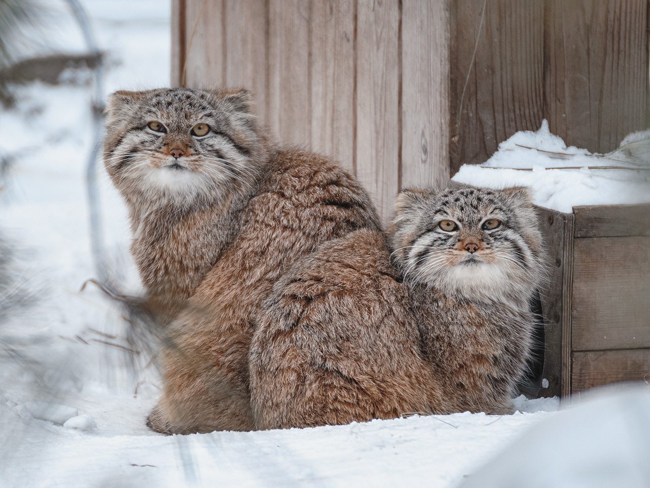 March cats - My, The photo, Animals, Zoo, Novosibirsk Zoo, Amur tiger, Snow Leopard, Far Eastern leopard, Lynx, Pallas' cat, Longpost