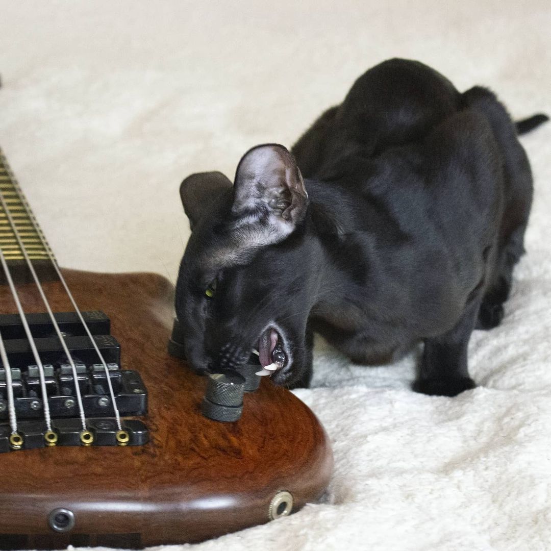 I’ll play “Murka” now - My, cat, Kittens, Black cat, Oriental cats, Pets, Milota, Bas-guitar