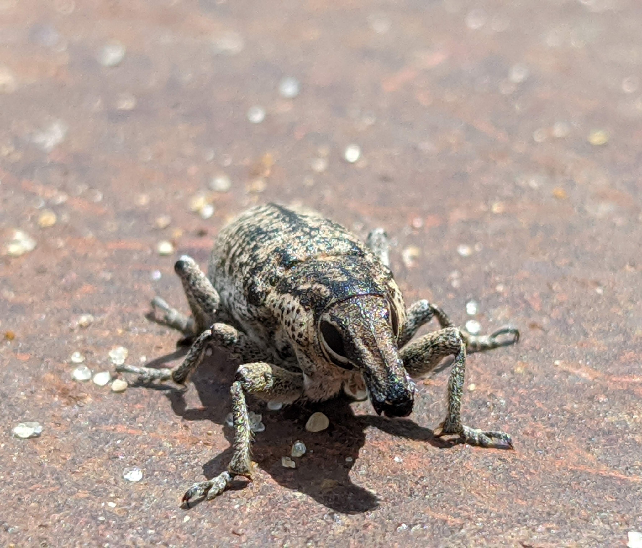 Weevil - My, Insects, Google pixel smartphone, Weevil, Macro photography, Volgograd, Mobile photography