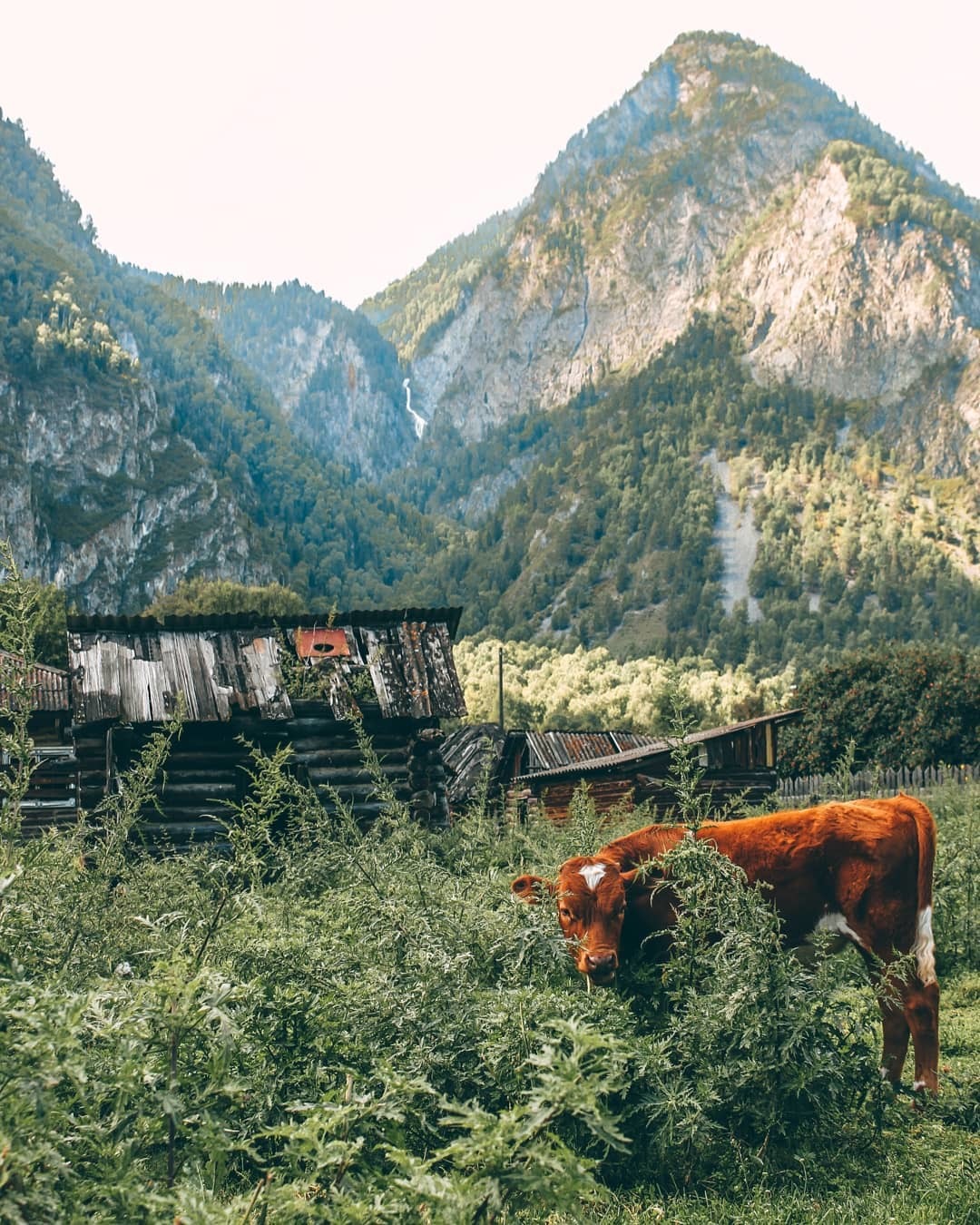 Balykcha. Mountain Altai - Altai Republic, The mountains, Village, The nature of Russia, Travel across Russia, Tourism, The photo, Calf, Longpost