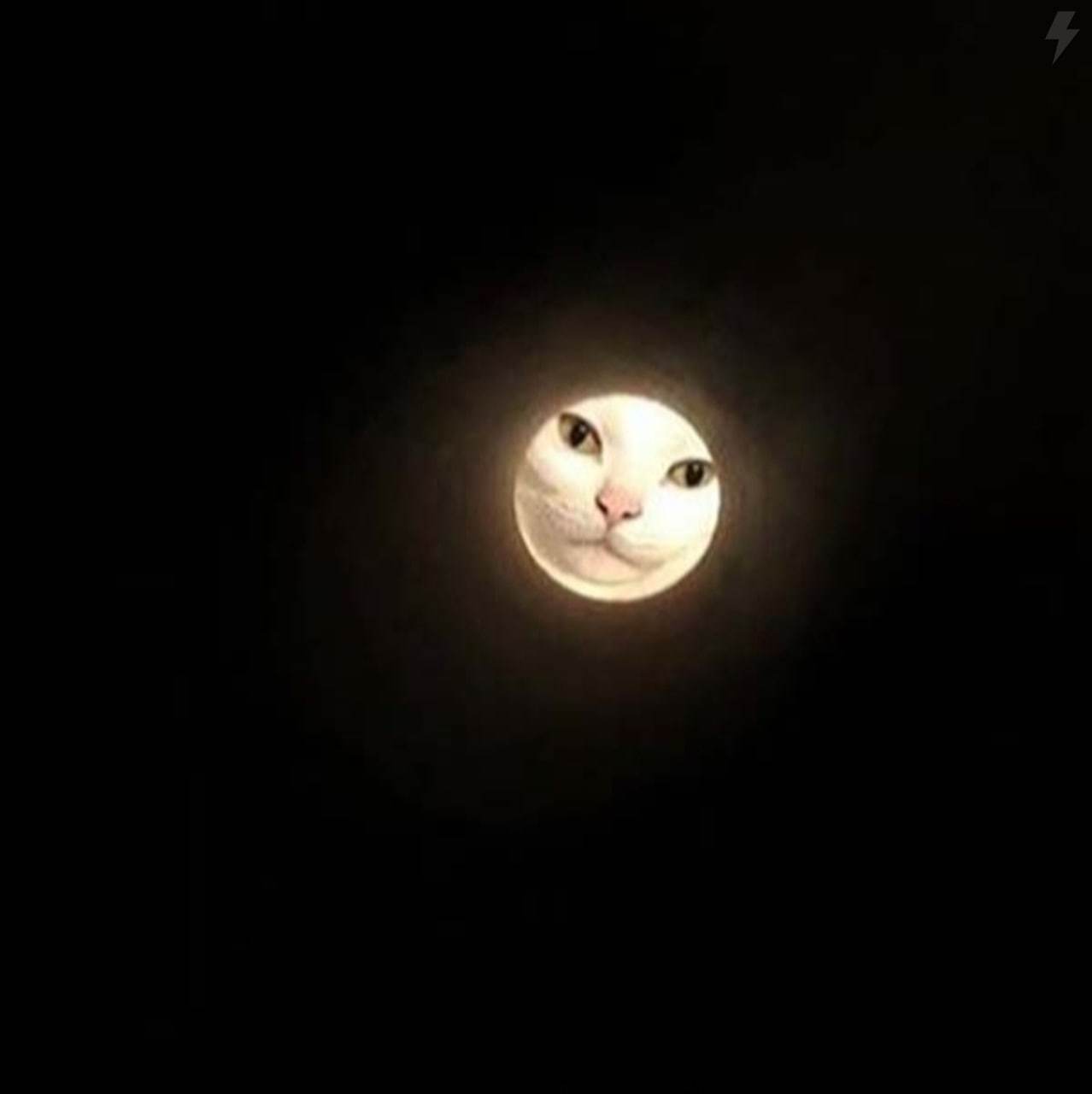 Fullness - cat, moon, The photo