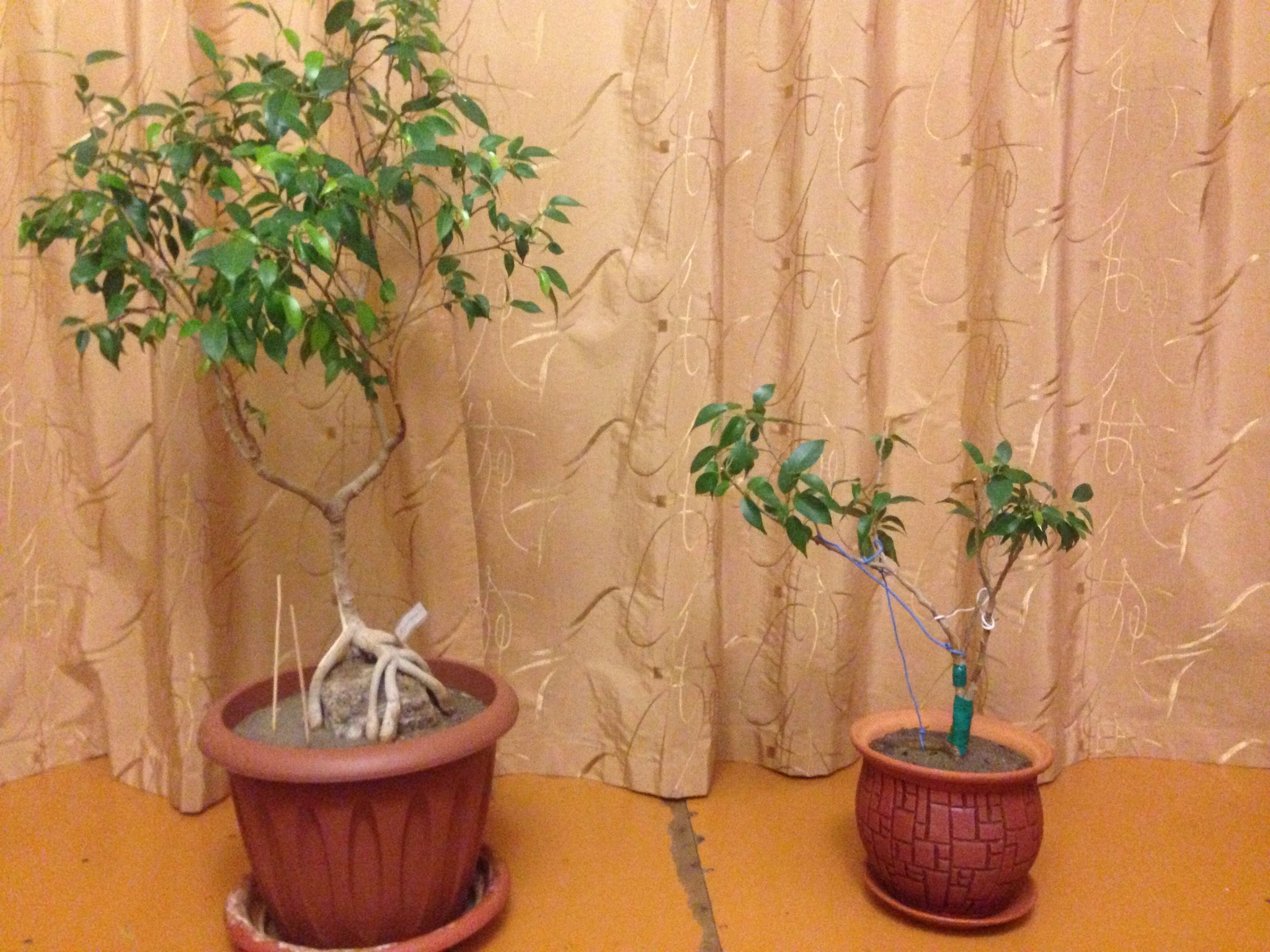 One of my bonsai - My, Bonsai, Ficus, Plants, Longpost