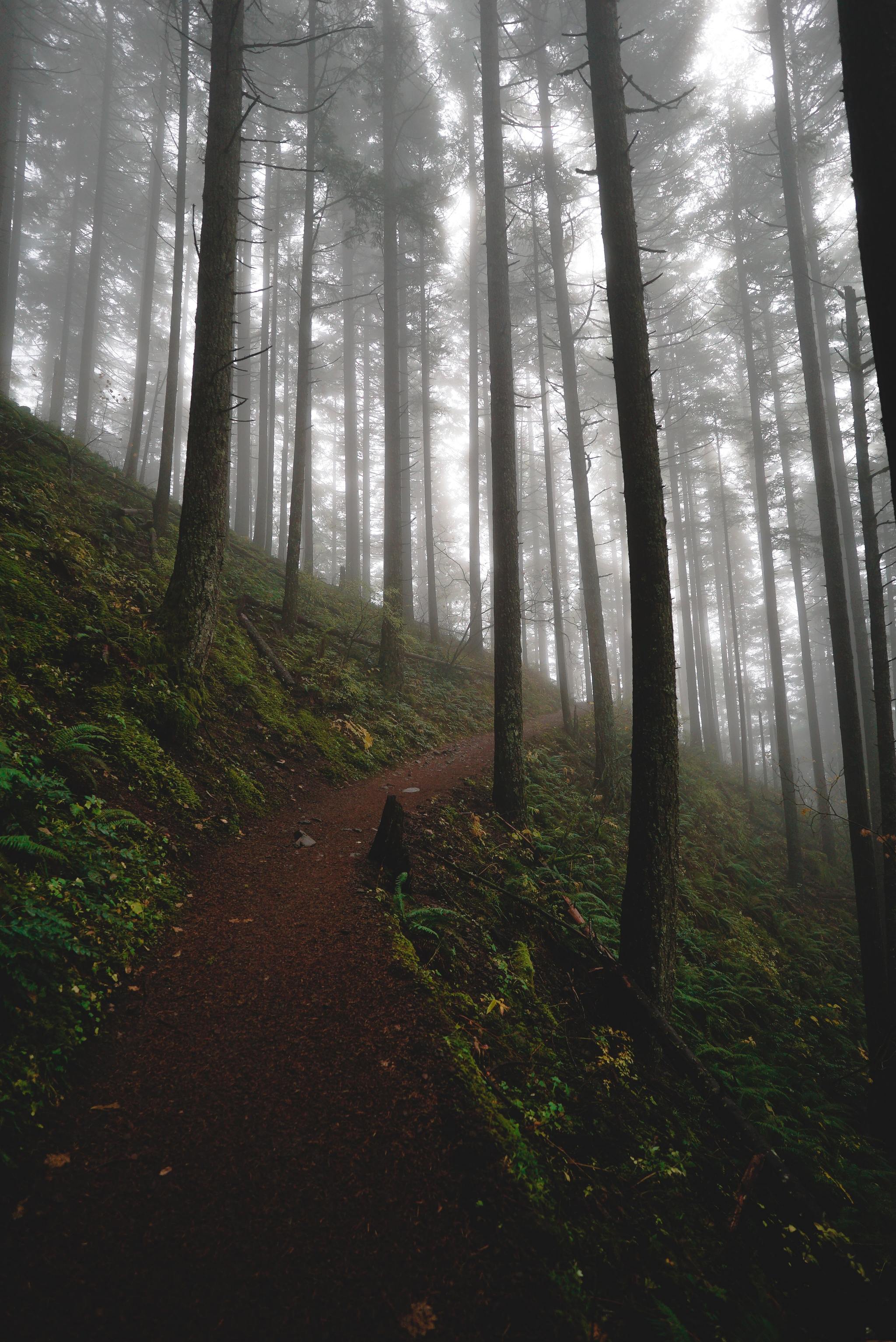 The world around us - Nature, Forest, Longpost