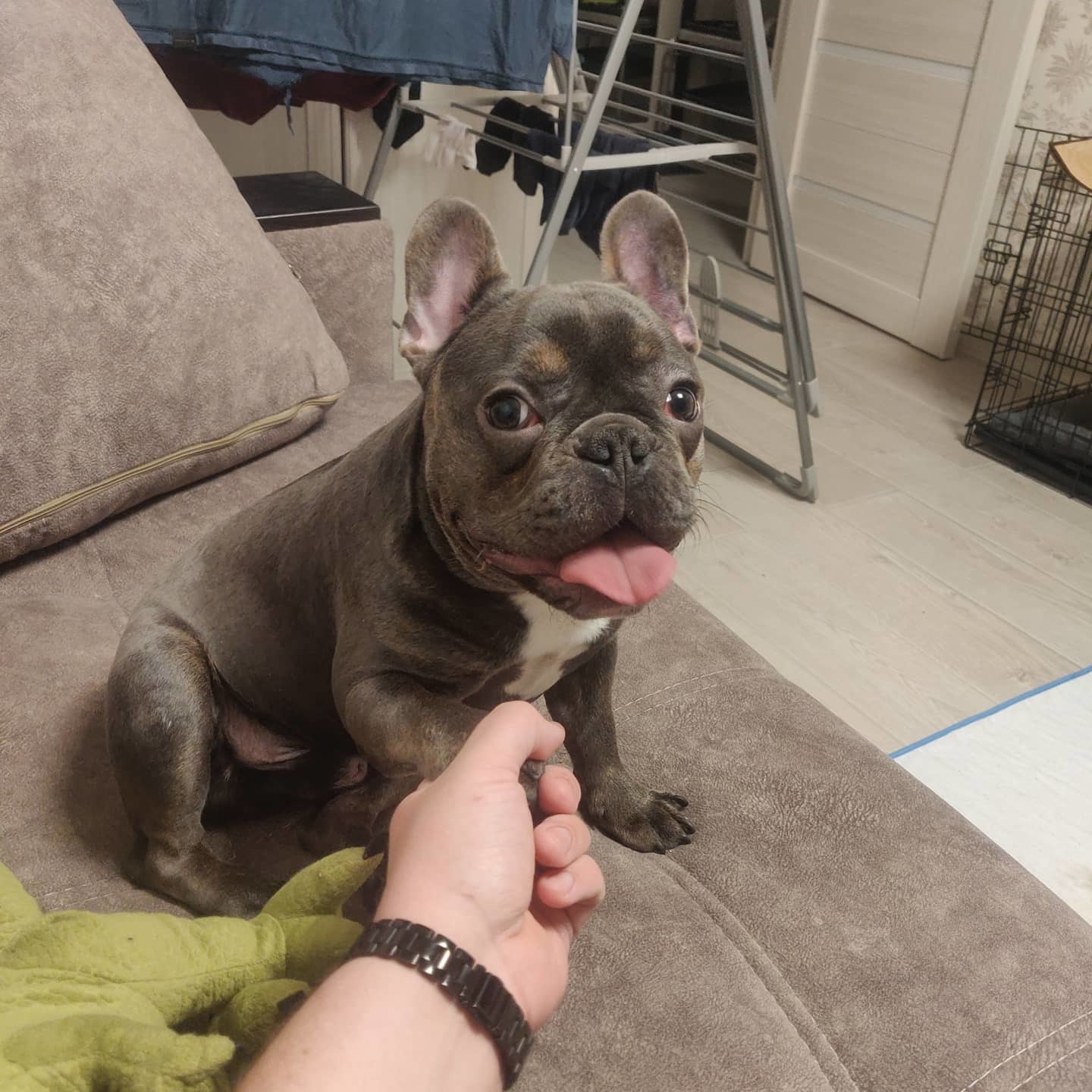 Mikey - My, French Bulldog, Mike, Operation, Dog, Handsome men, Longpost