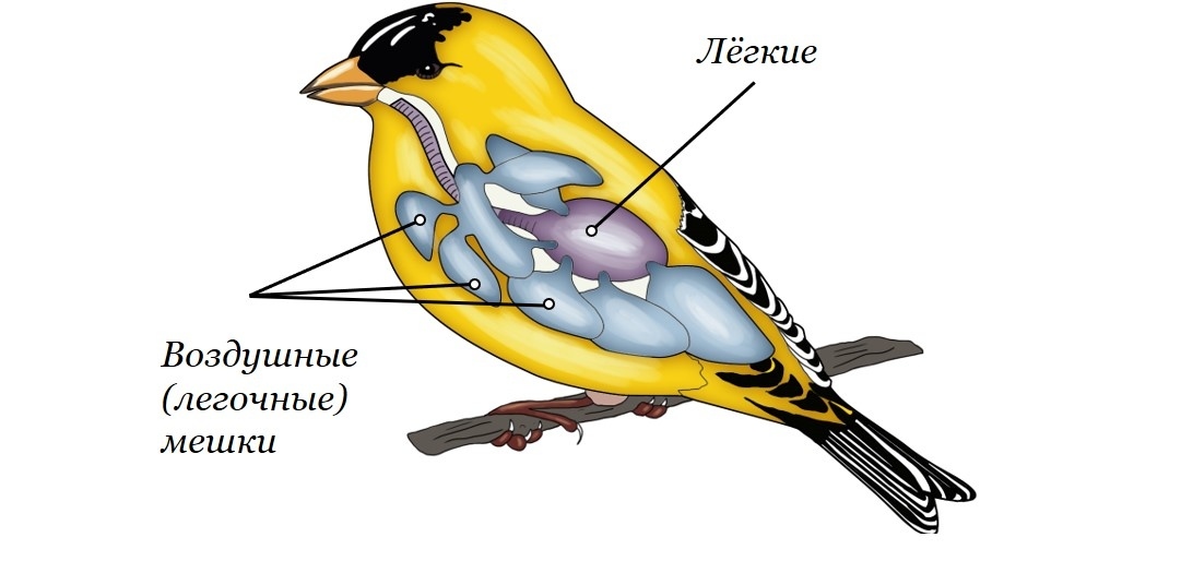 Why are we inferior to birds in some ways? - My, Crow, Birds, Ornithology, Evolution, Theropods, Sauropods, Dinosaurs, Animals, The science, Kinglet, Corvids, Mammals, Video, Longpost