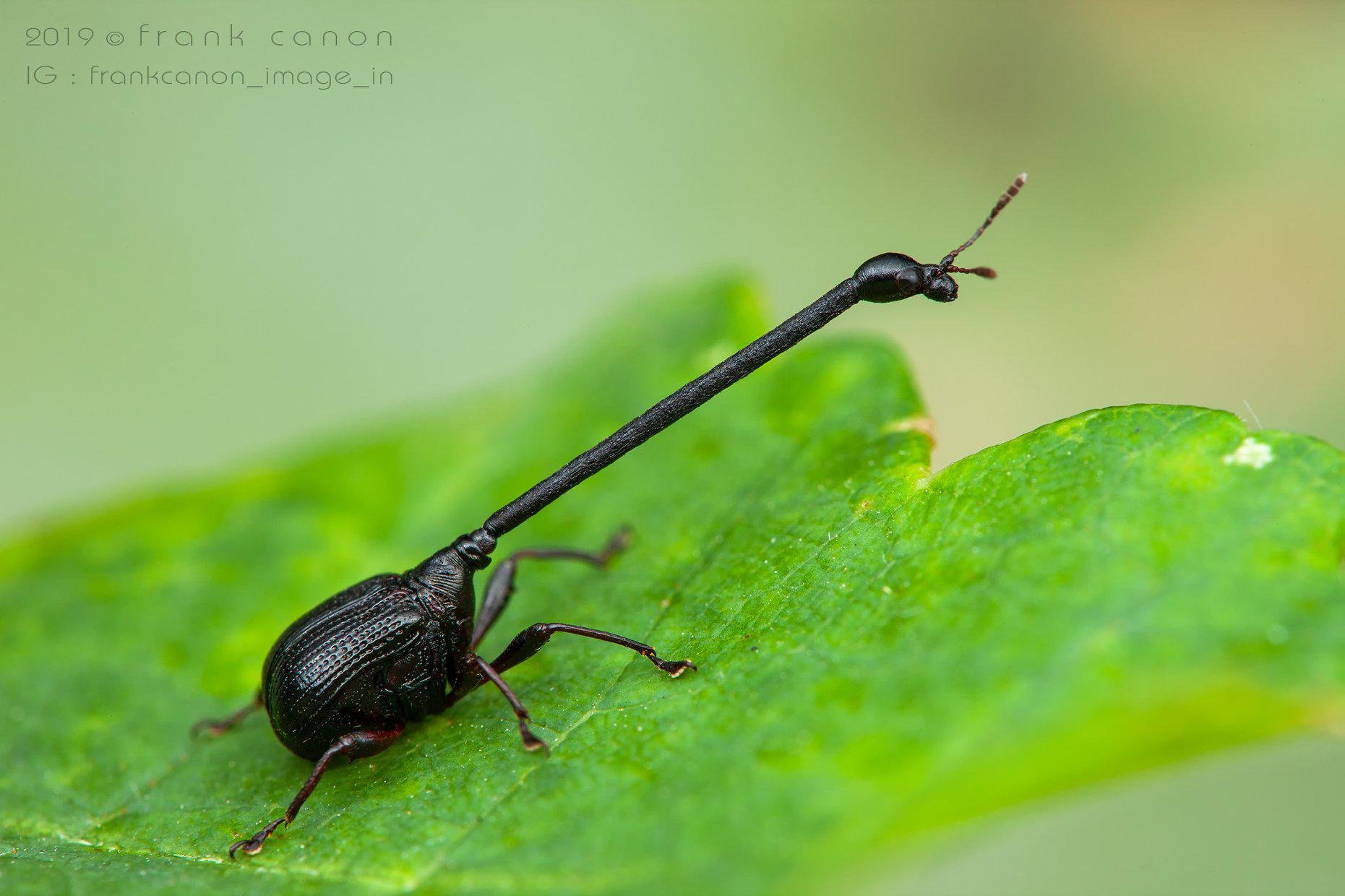 Giraffe! - Entomology, Philippines, Жуки, Long-necked, Insects