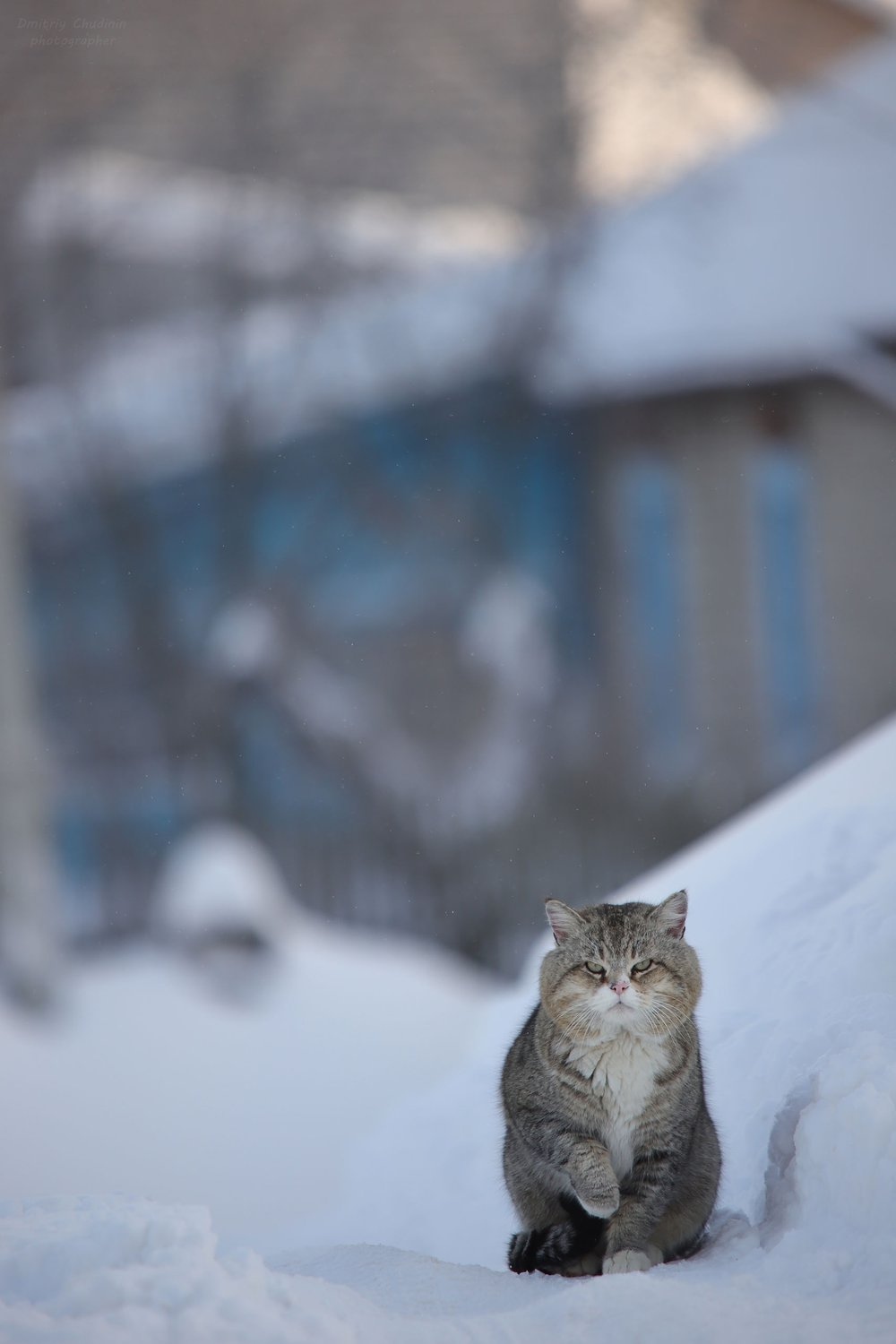 Village Guardian - cat, Pets, Village, The photo, Winter