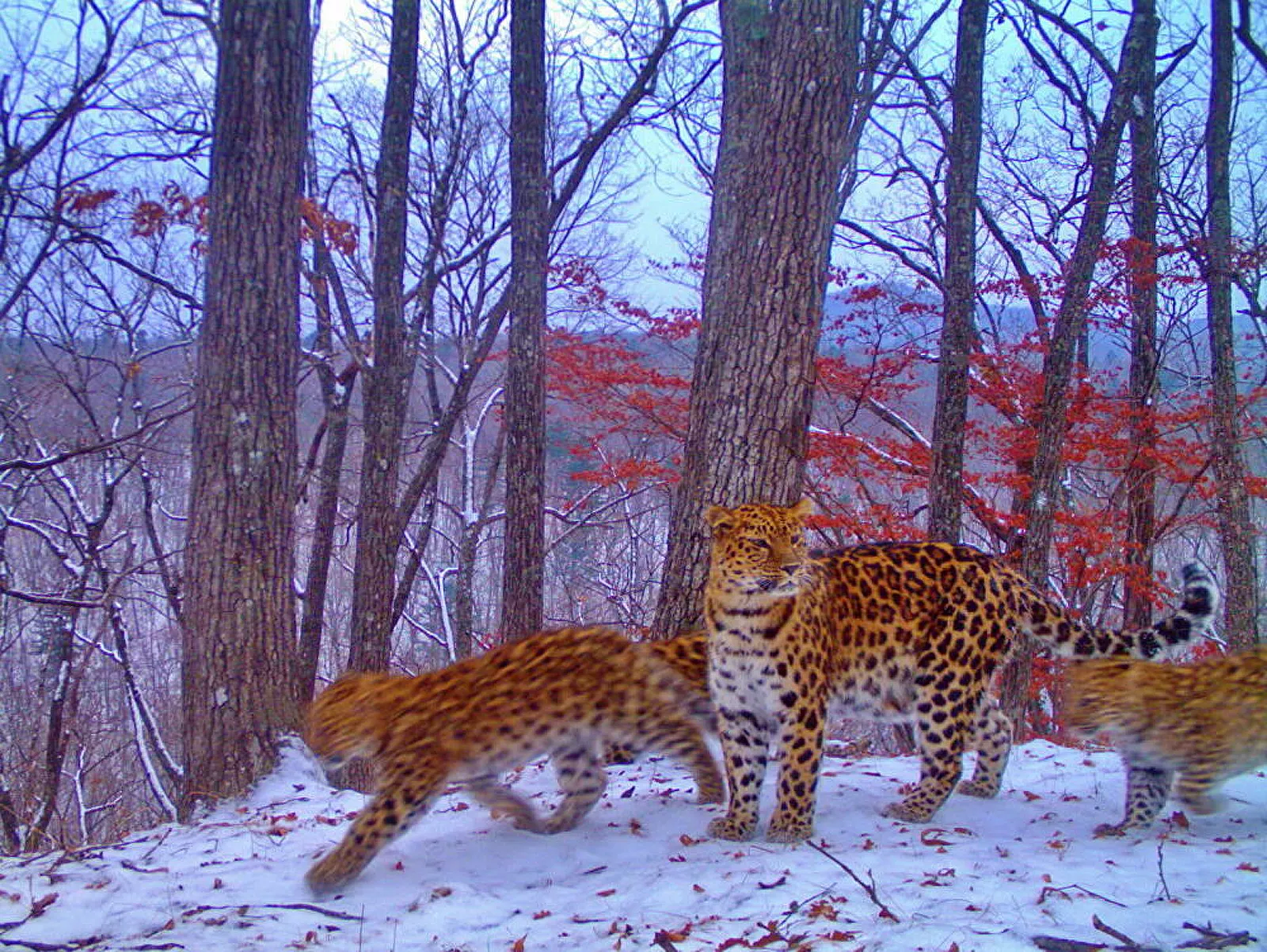 Far Eastern leopard - Leopard, Far Eastern leopard, Big cats, Wild animals, Predator, Nature, Primorsky Krai, Дальний Восток, wildlife, Protection of Nature, Rare view, Red Book, Longpost, Phototrap