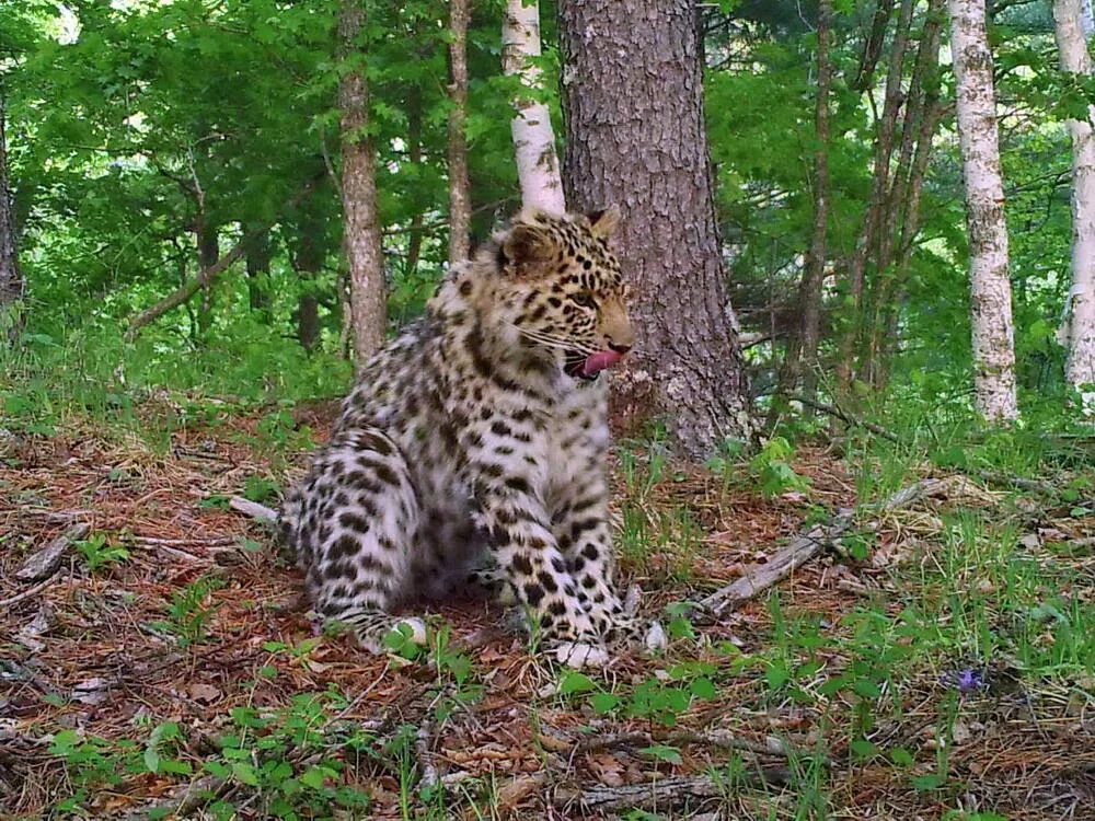 Far Eastern leopard - Leopard, Far Eastern leopard, Big cats, Wild animals, Predator, Nature, Primorsky Krai, Дальний Восток, wildlife, Protection of Nature, Rare view, Red Book, Longpost, Phototrap