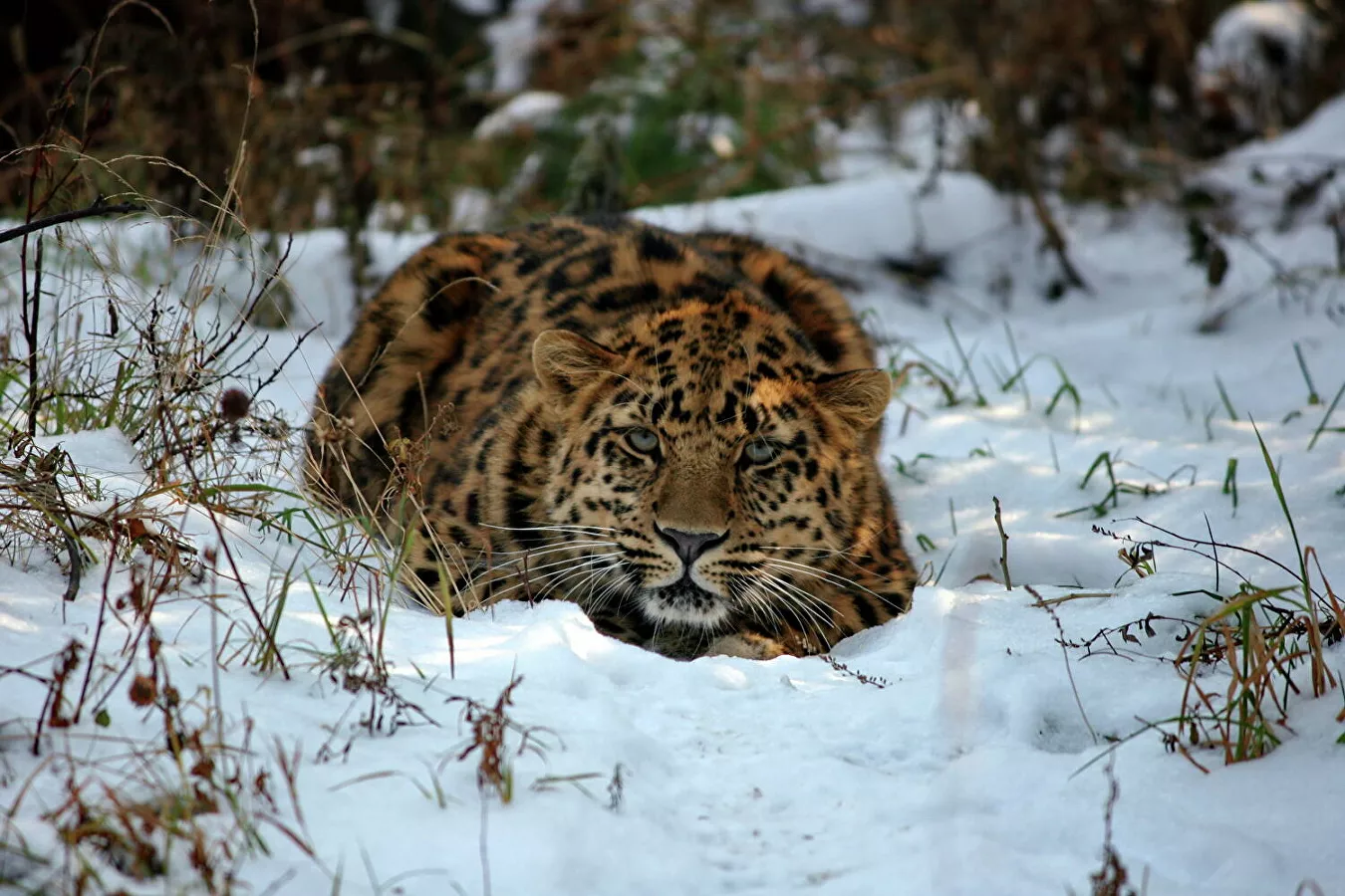 Far Eastern leopard - Leopard, Far Eastern leopard, Big cats, Wild animals, Predator, Nature, Primorsky Krai, Дальний Восток, wildlife, Protection of Nature, Rare view, Red Book, Longpost, Phototrap