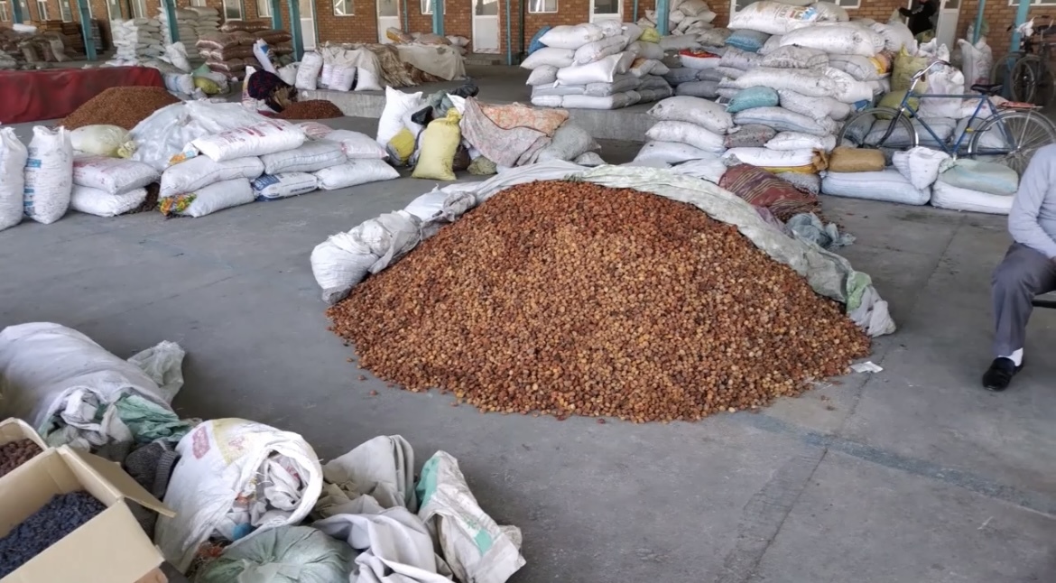 Apricot harvest in Tajikistan - Dried apricots, Tajikistan, Apricot, Longpost