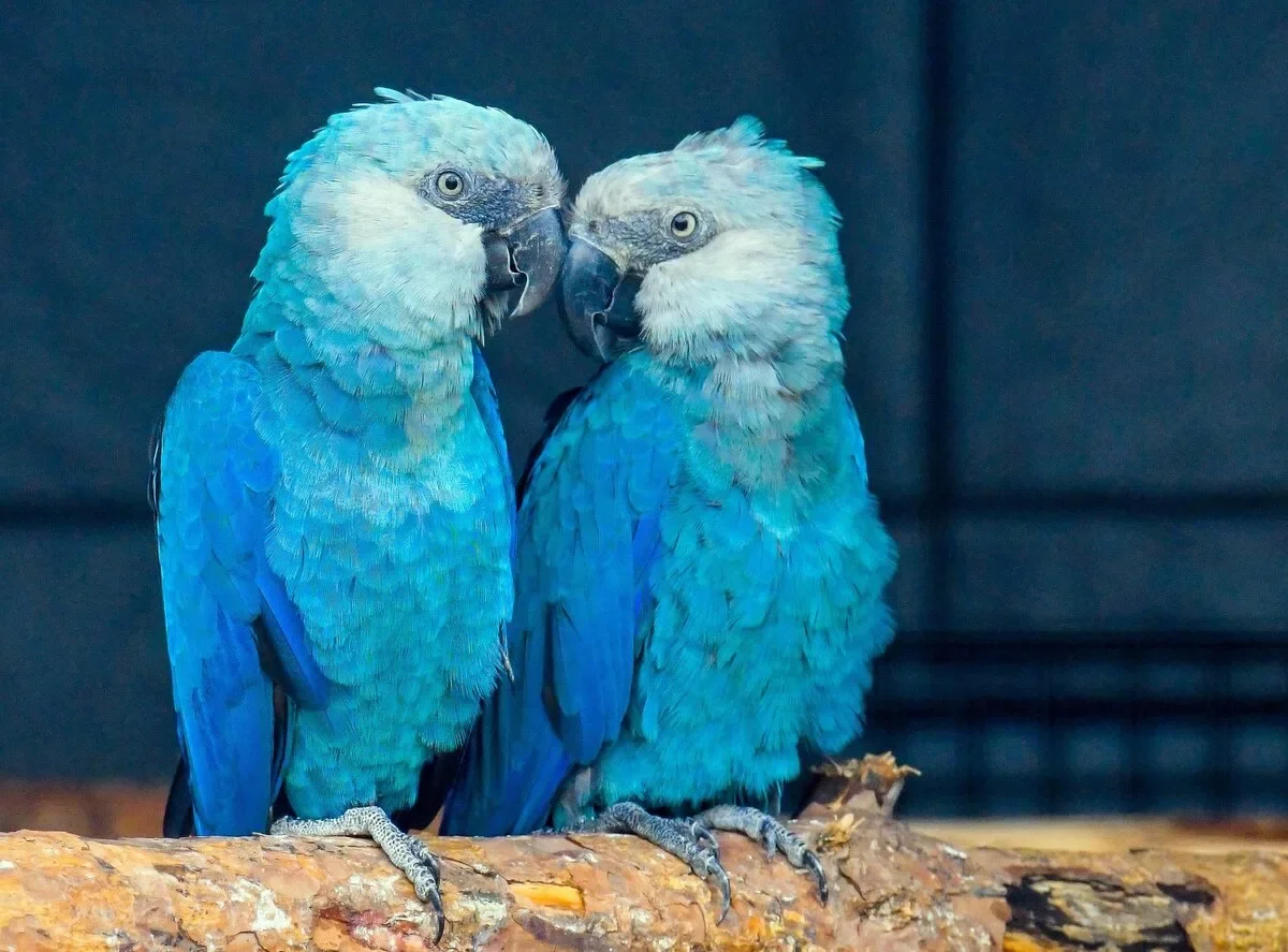 Где живут синие. Ара Спикса попугай. Голубой попугай ара. Голубой ара Cyanopsitta spixii. Голубые попугаи ара вымерли.