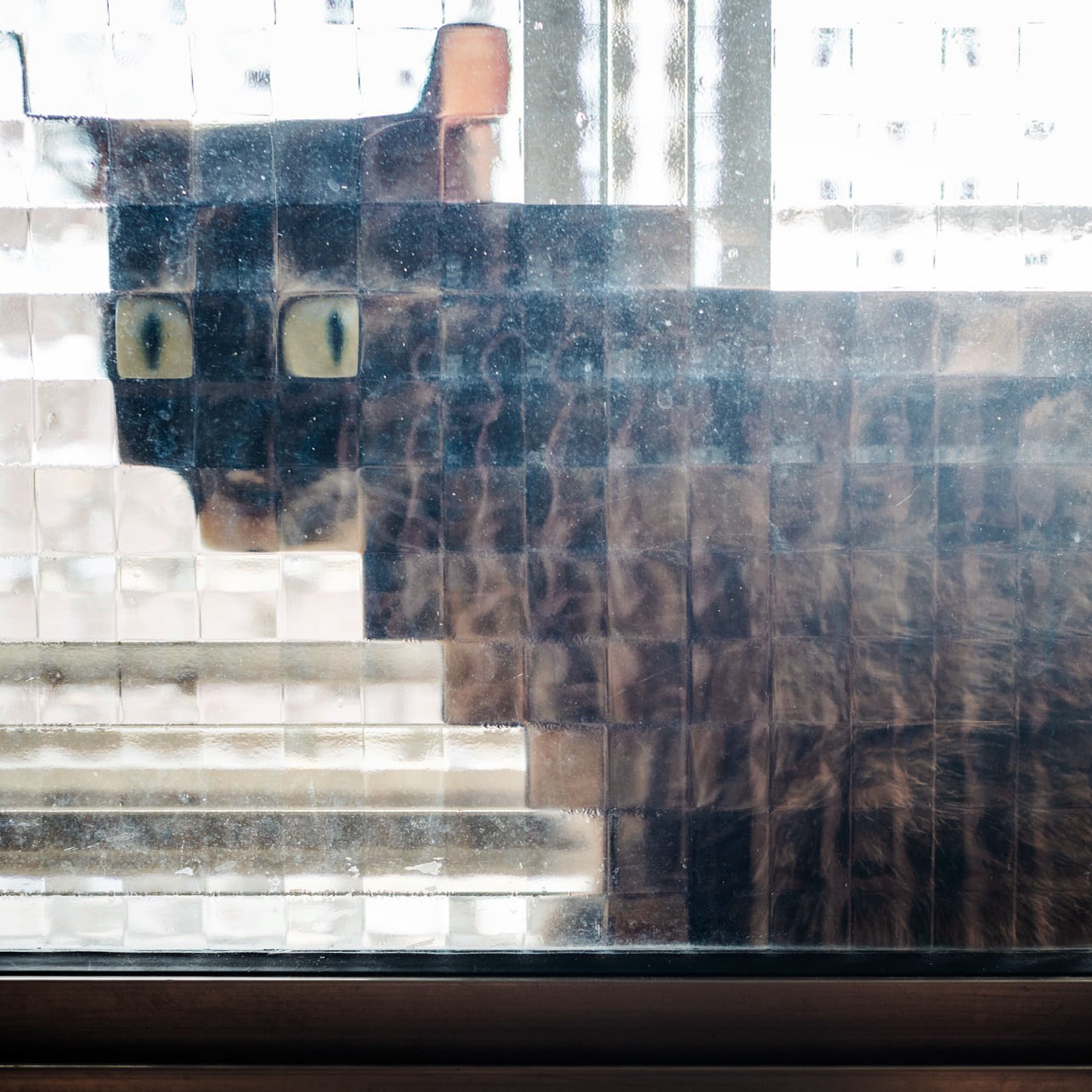 Low resolution cats - cat, Longpost, Glass