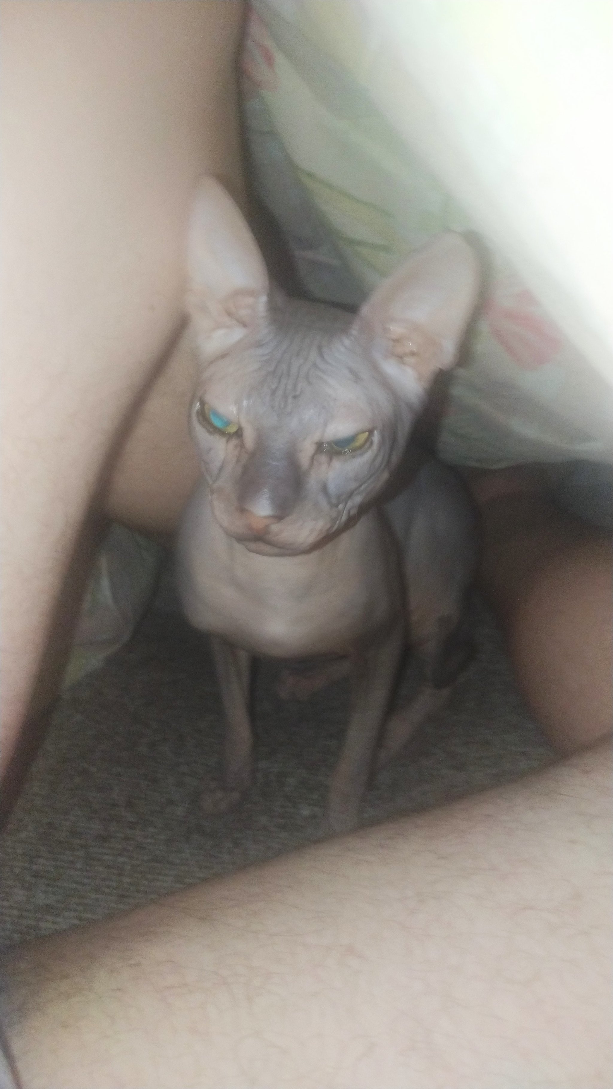 Don Sphynx Varis - My, cat, Don Sphynx, Longpost