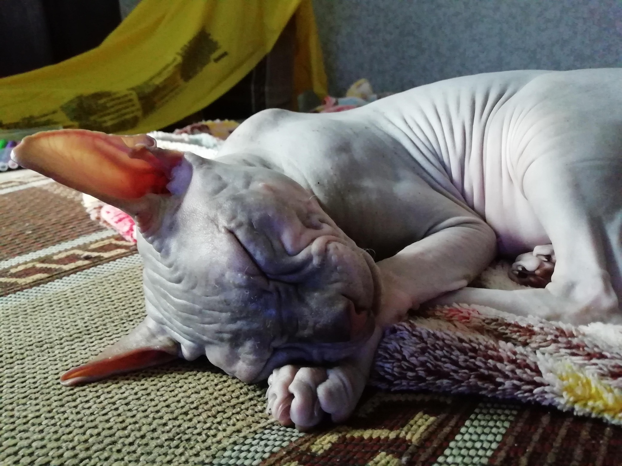 Don Sphynx Varis - My, cat, Don Sphynx, Longpost