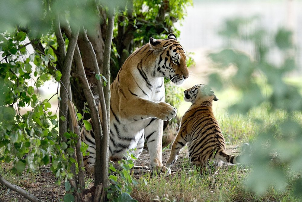 Mom won't teach you anything bad!... - Tiger, Tiger cubs, Big cats, Wild animals, Humor, Images, From the network