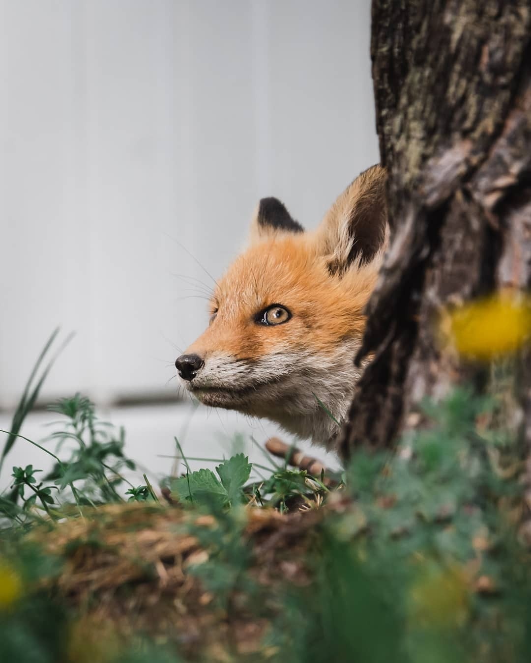 A little fox in the feed - Fox, The photo, Puppies, Fox cubs, Longpost, Animals